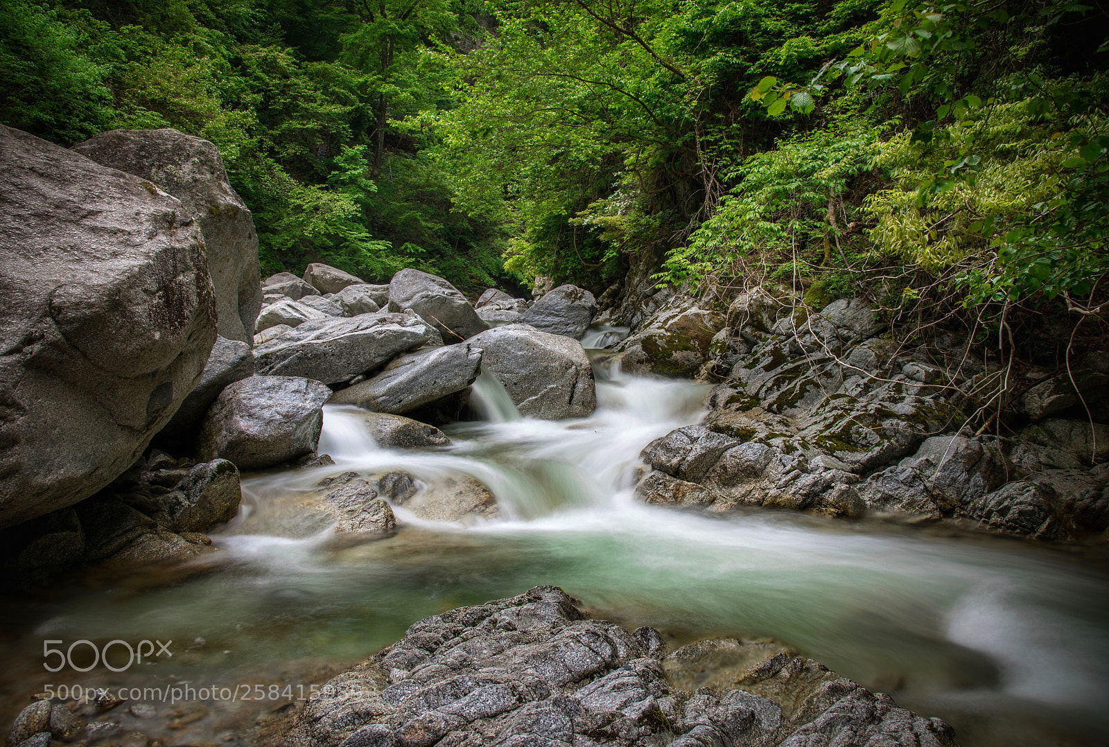 Nikon D750 sample photo. Spring in the gorge photography