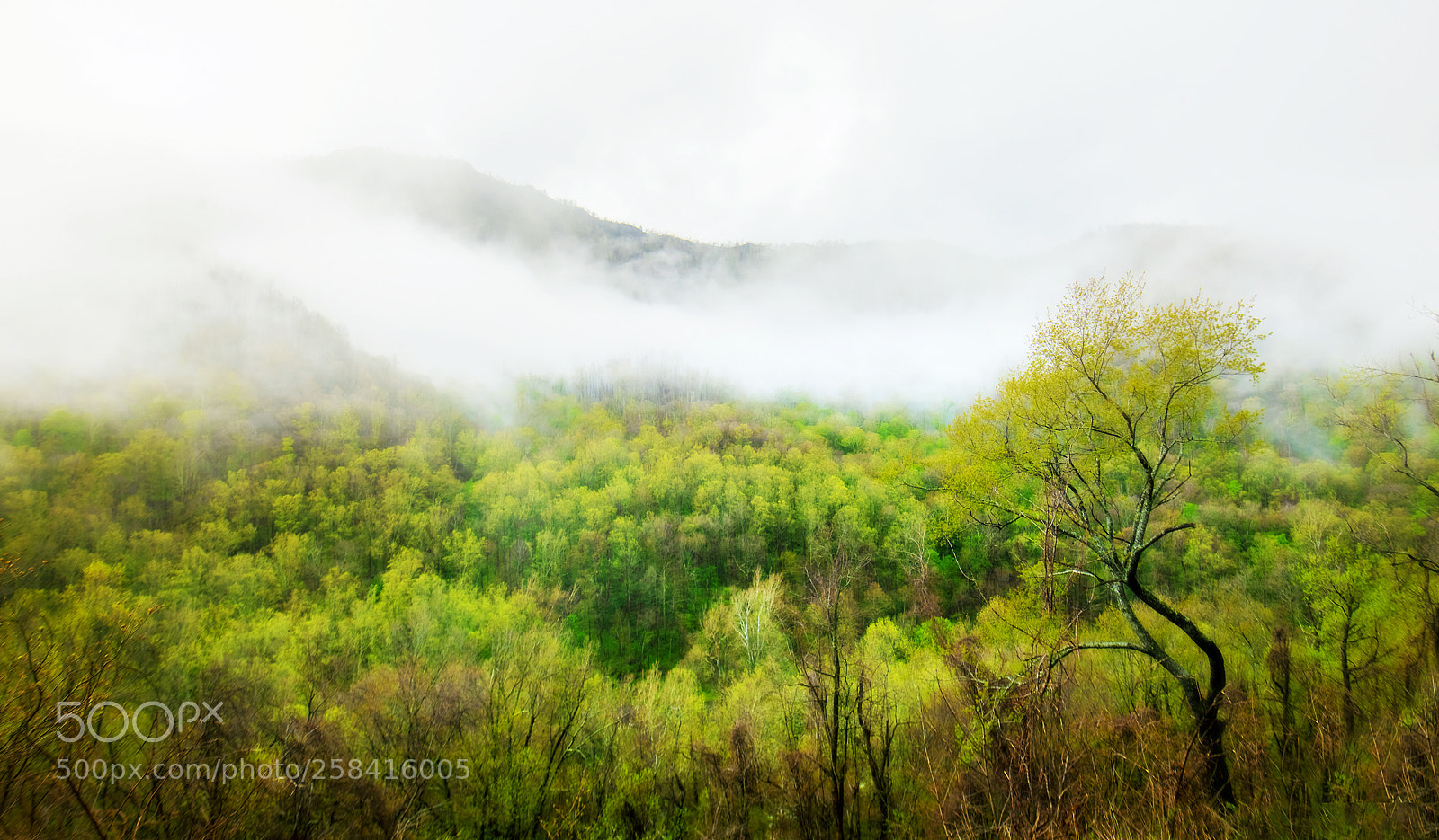 Nikon D850 sample photo. Smoky mountains photography