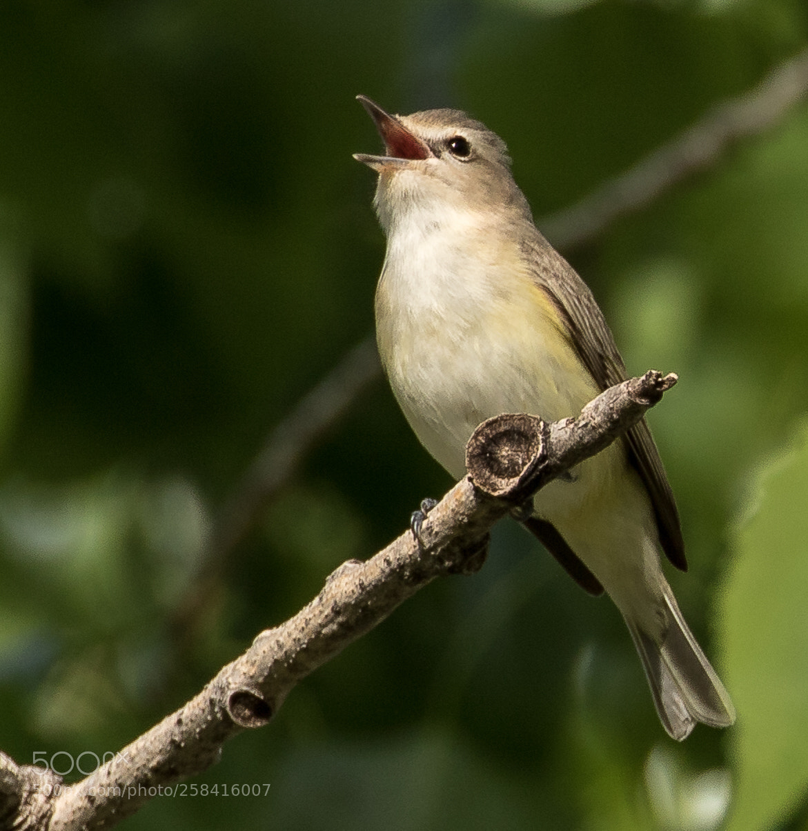 Canon EOS 7D Mark II sample photo. Warbling vireo photography