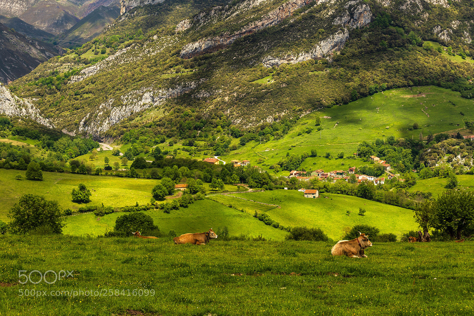 Canon EOS 6D sample photo. Cabrales photography