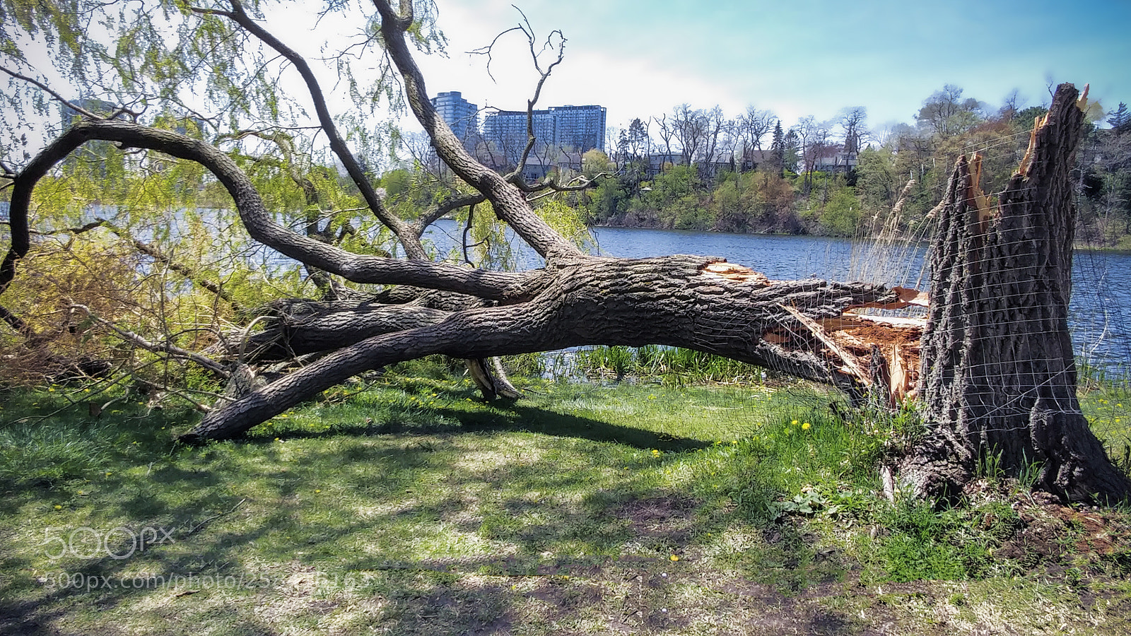 LG G5 sample photo. High park photography