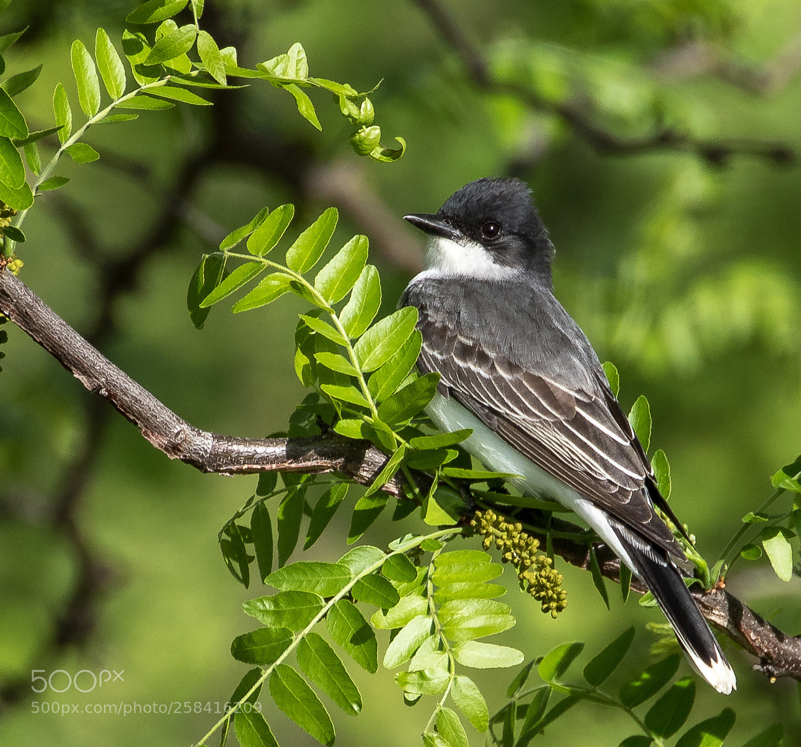 Canon EOS 7D Mark II sample photo. Eastern kingbird photography