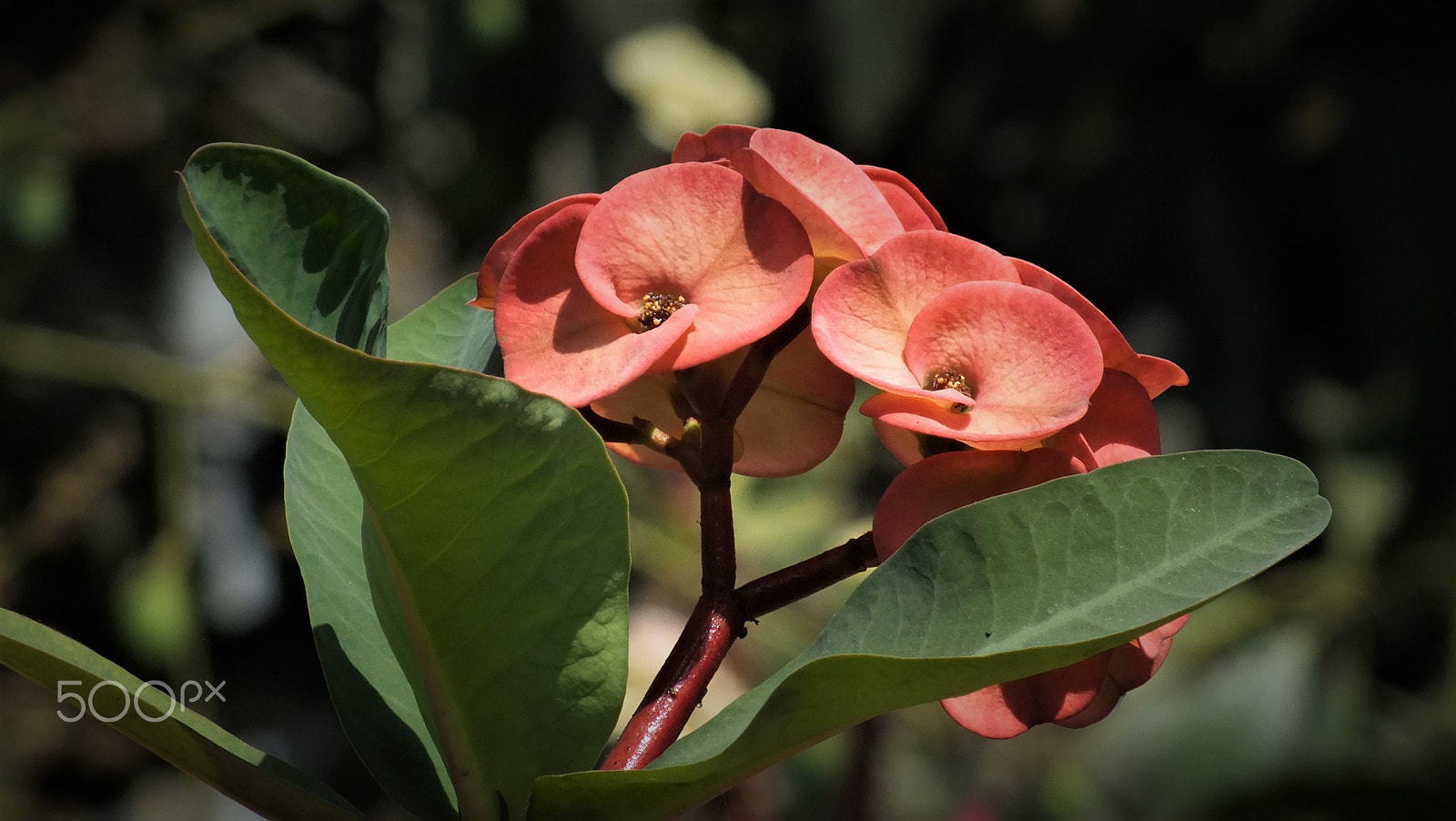 Fujifilm FinePix HS28EXR sample photo. Crown of thorns photography