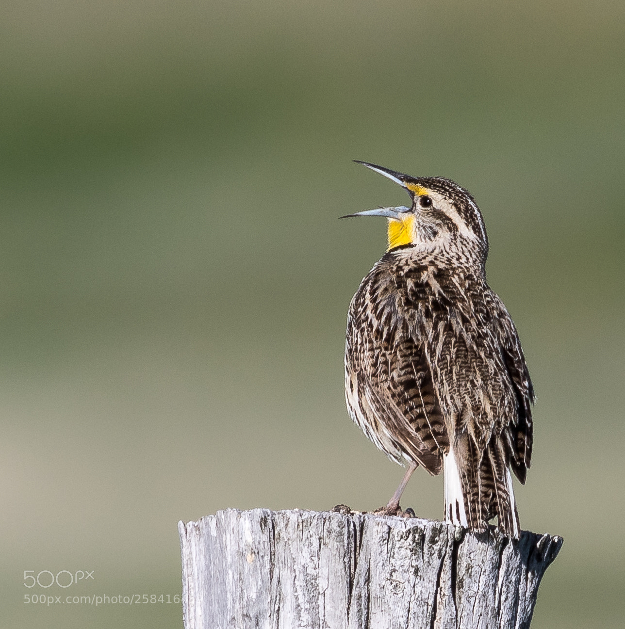 Canon EOS 7D Mark II sample photo. Western meadowlark photography