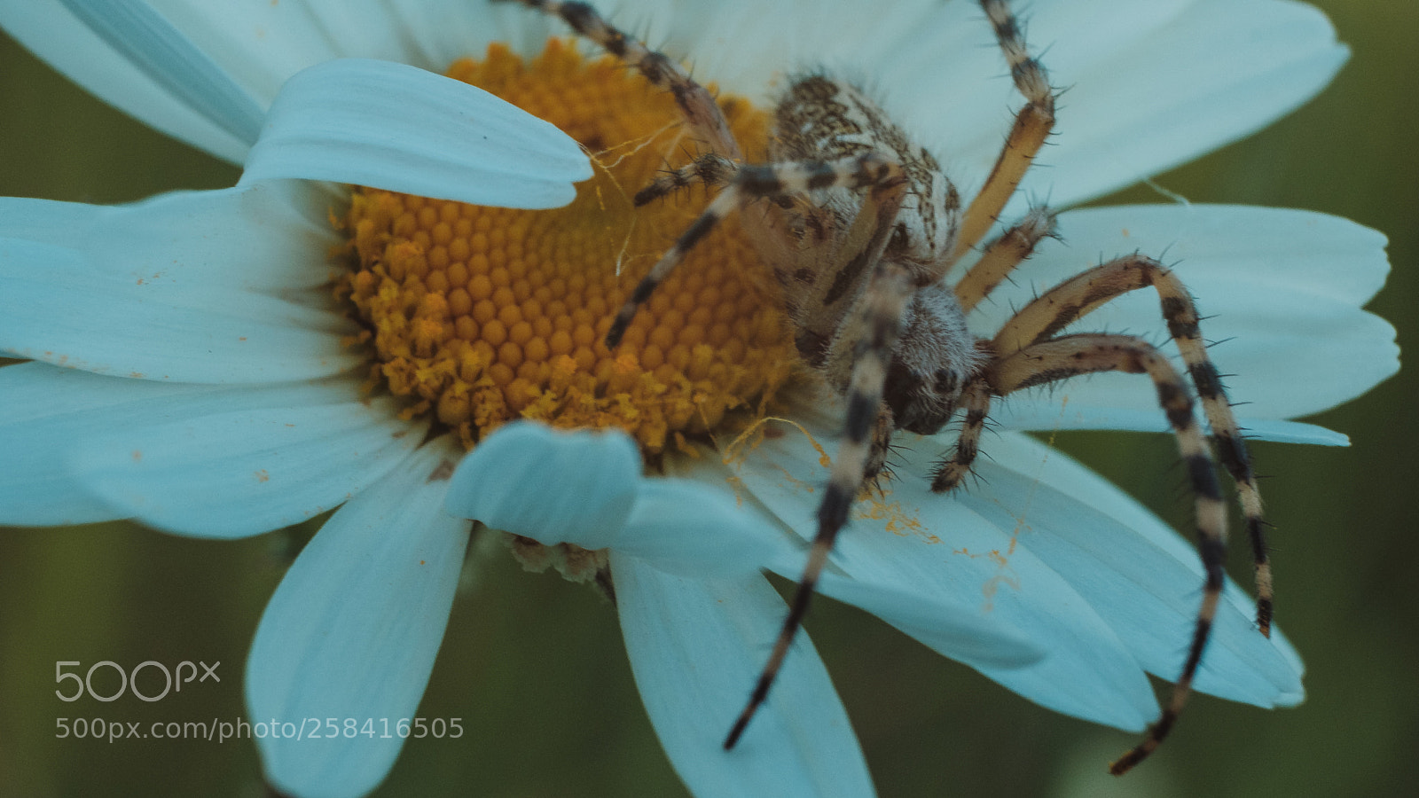 Fujifilm X-T2 sample photo. Spider photography