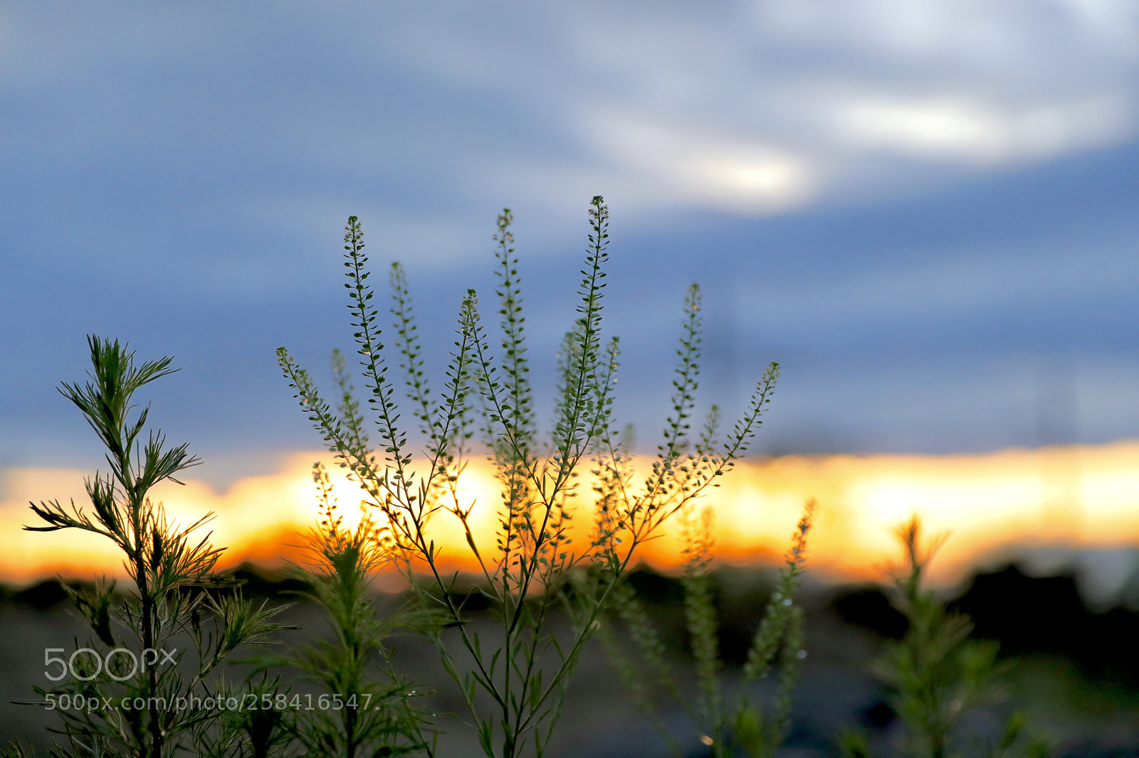Canon EOS 5D Mark IV sample photo. Sunset pollen photography