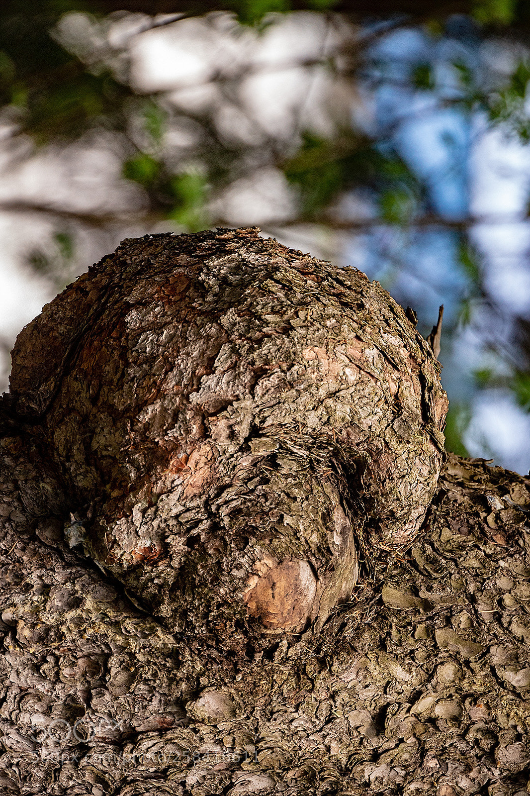 Canon EOS 6D sample photo. Карлутский лес photography