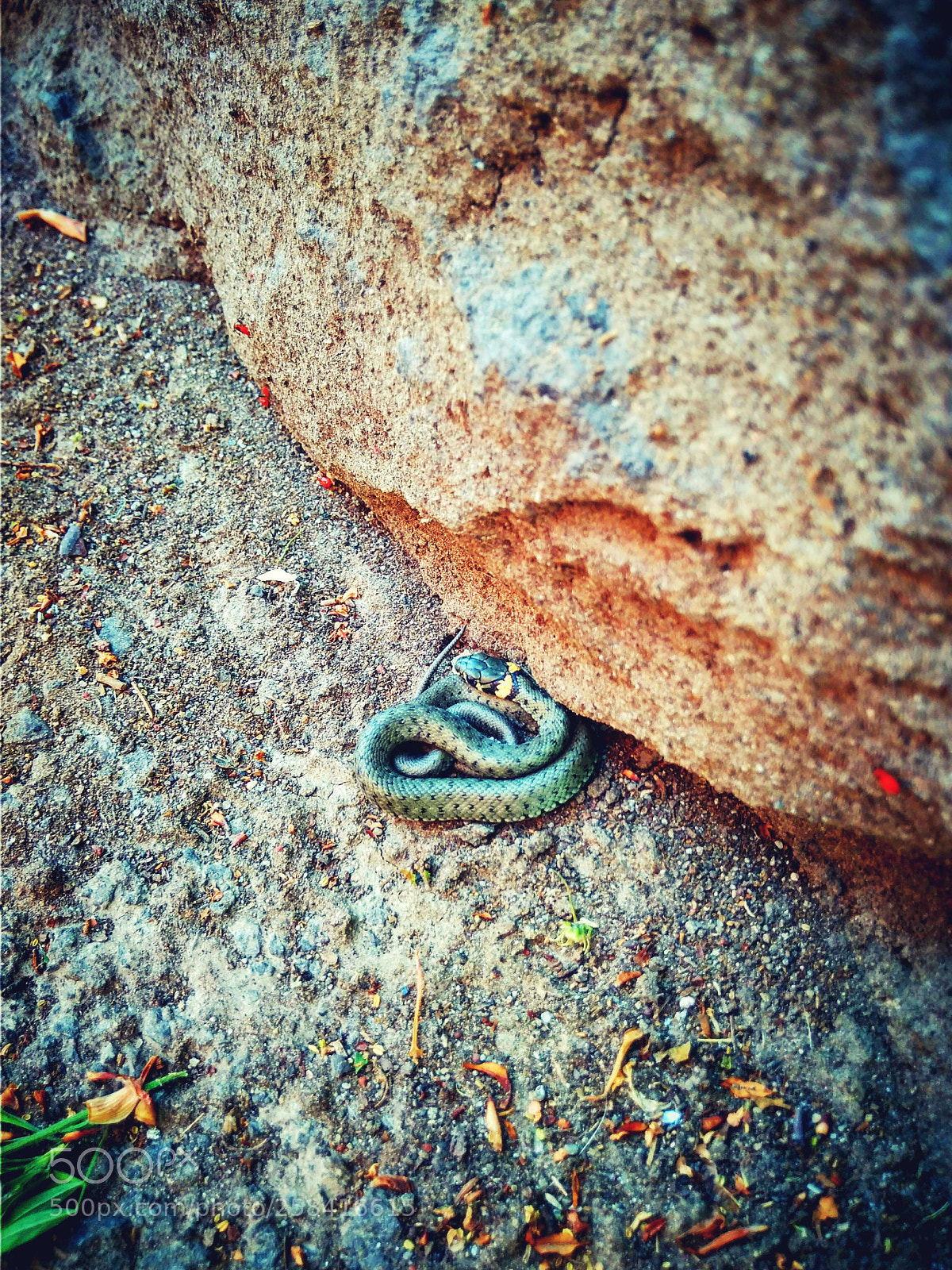 Xiaomi Redmi 4A sample photo. Lil' buddy ? photography