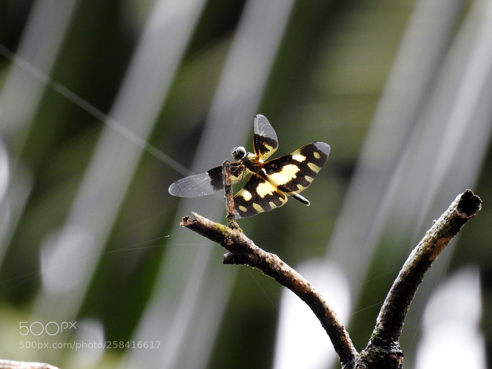 Nikon Coolpix P900 sample photo. Dragonfly photography