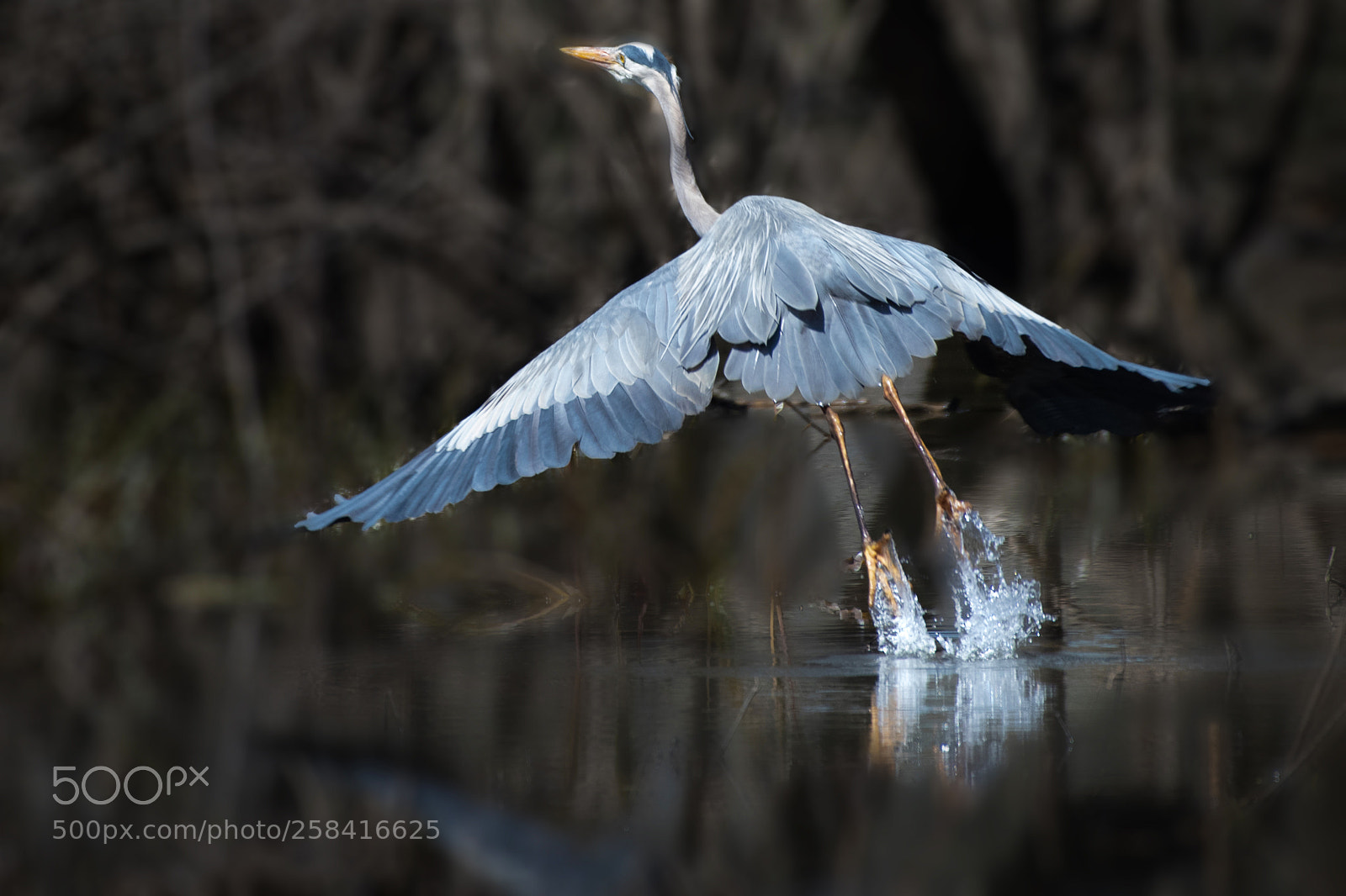 Nikon D850 sample photo. Gb herron photography