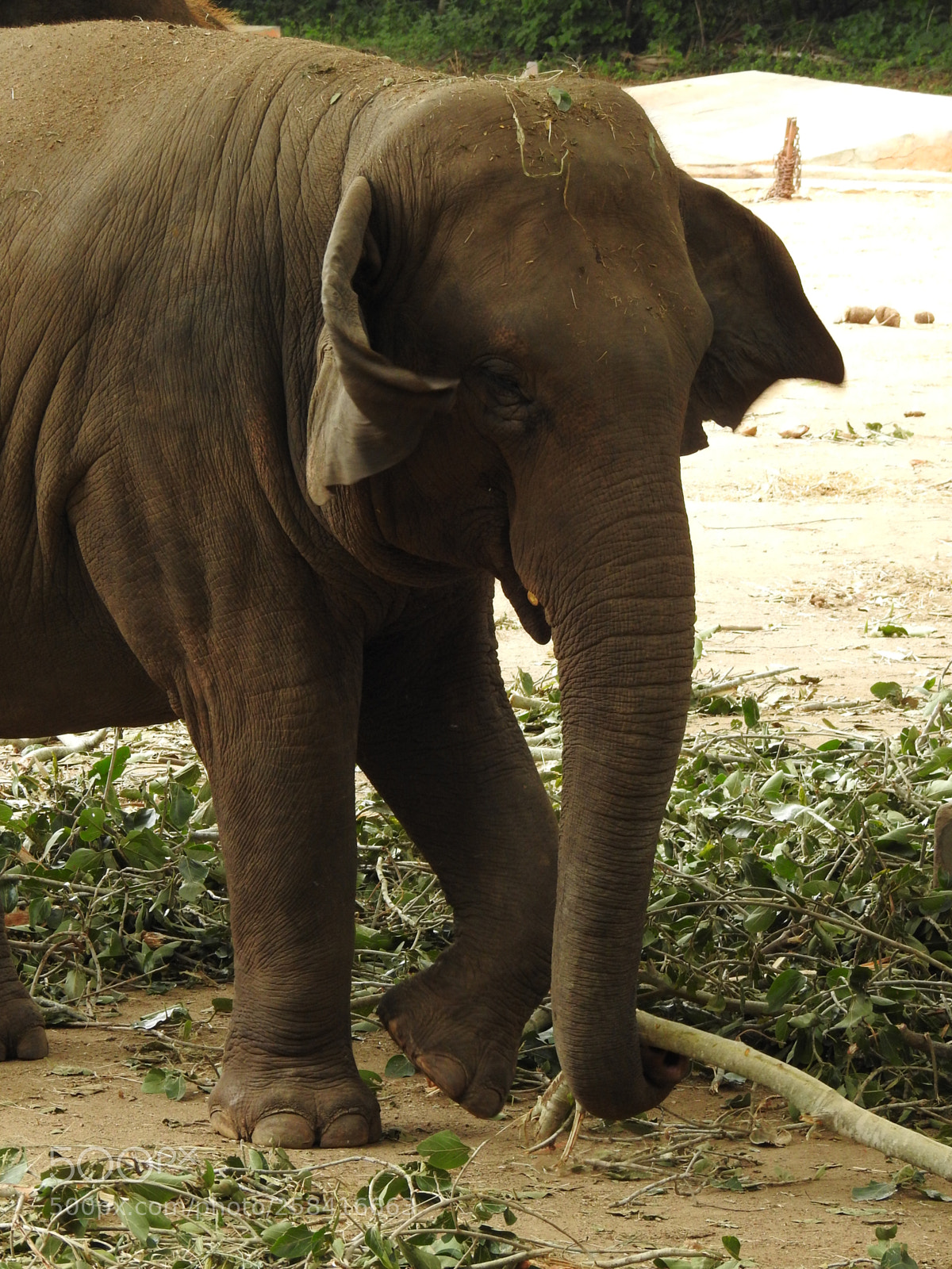 Nikon Coolpix P900 sample photo. Elephant photography