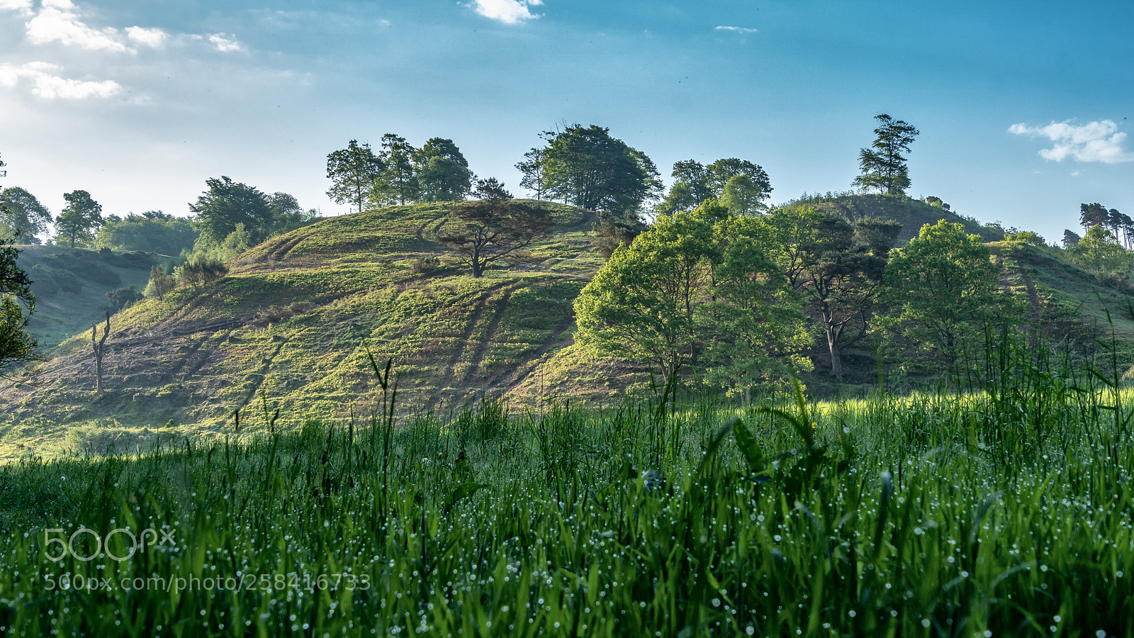 Sony ILCA-77M2 sample photo. Morning dew, morning mist photography