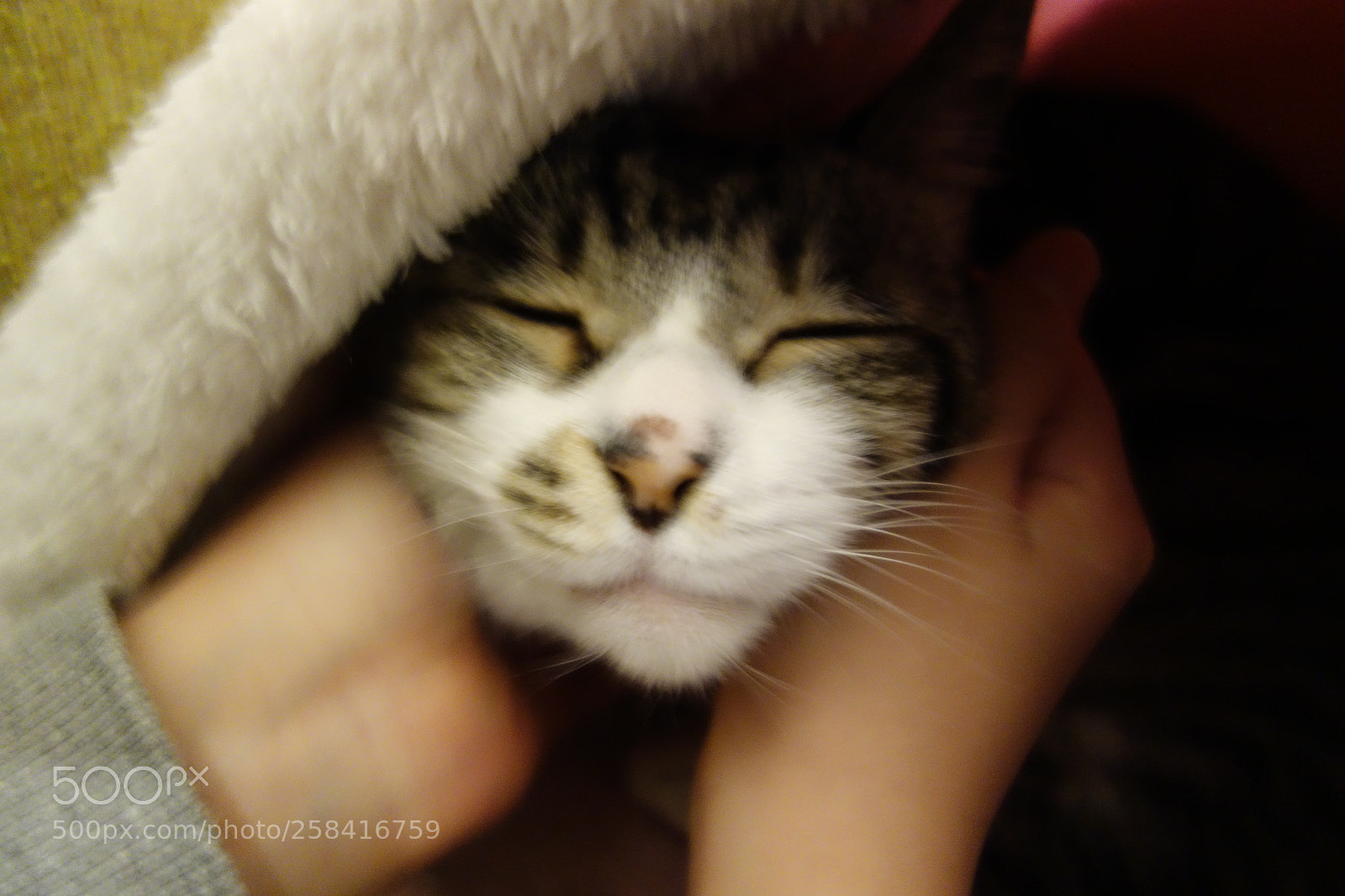Sony Cyber-shot DSC-RX100 sample photo. Ecstasy? photography