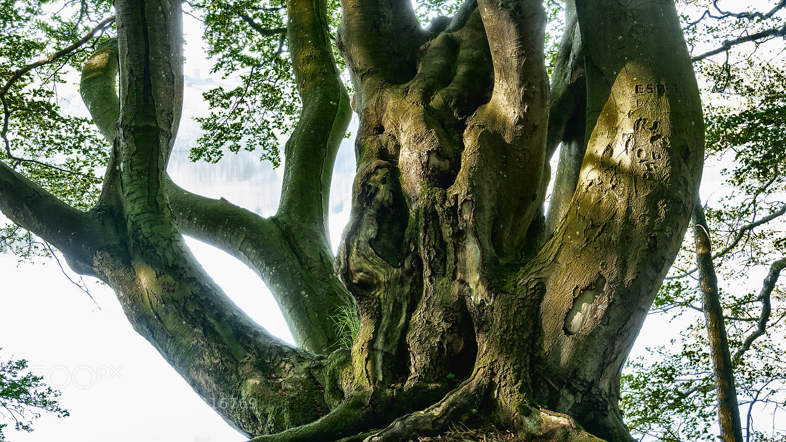 Sony ILCA-77M2 sample photo. Old tree and fog photography