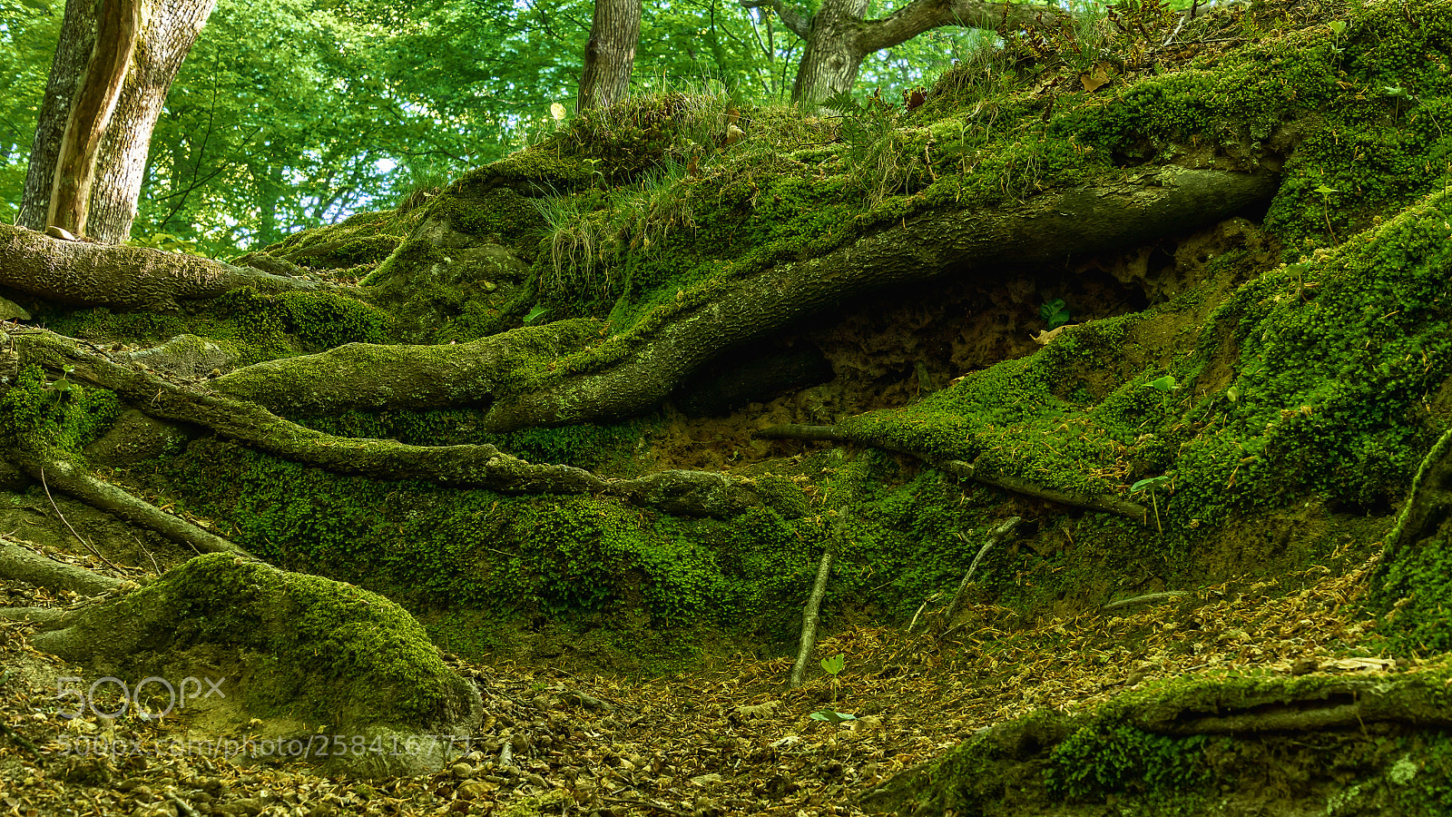 Sony ILCA-77M2 sample photo. Roots and moss photography