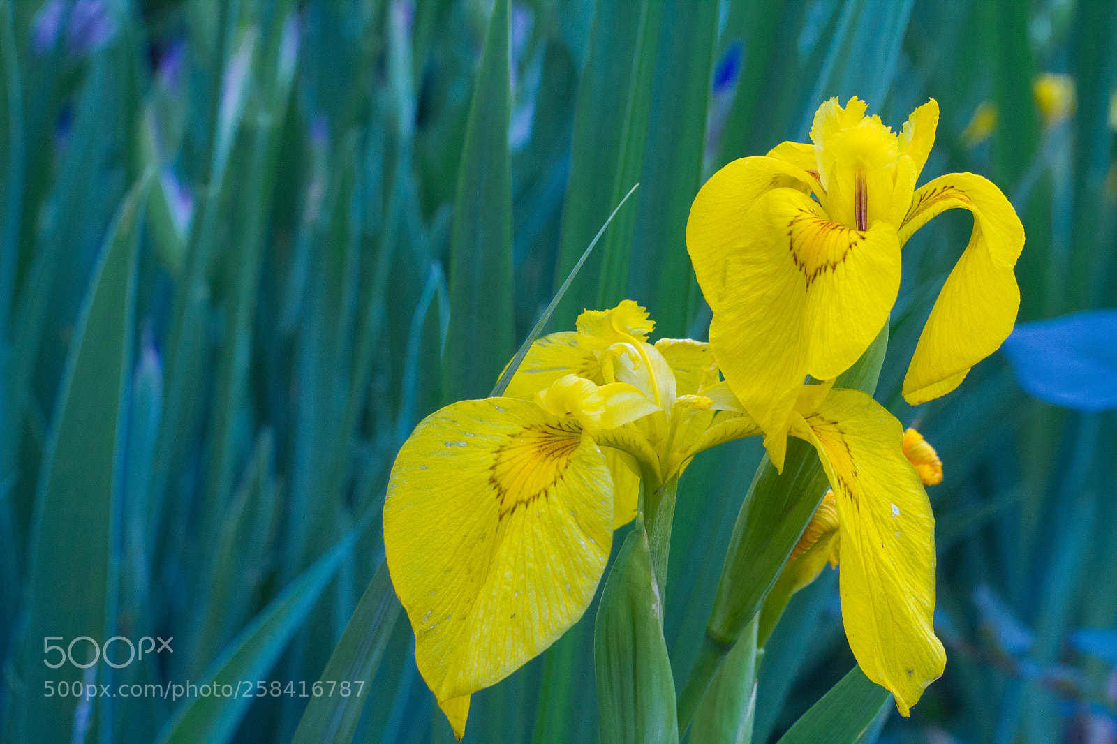 Canon EOS 7D sample photo. May flowers 2 photography