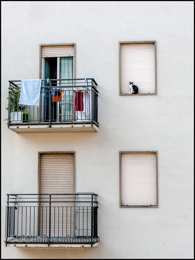 Nikon D700 sample photo. The cat photography