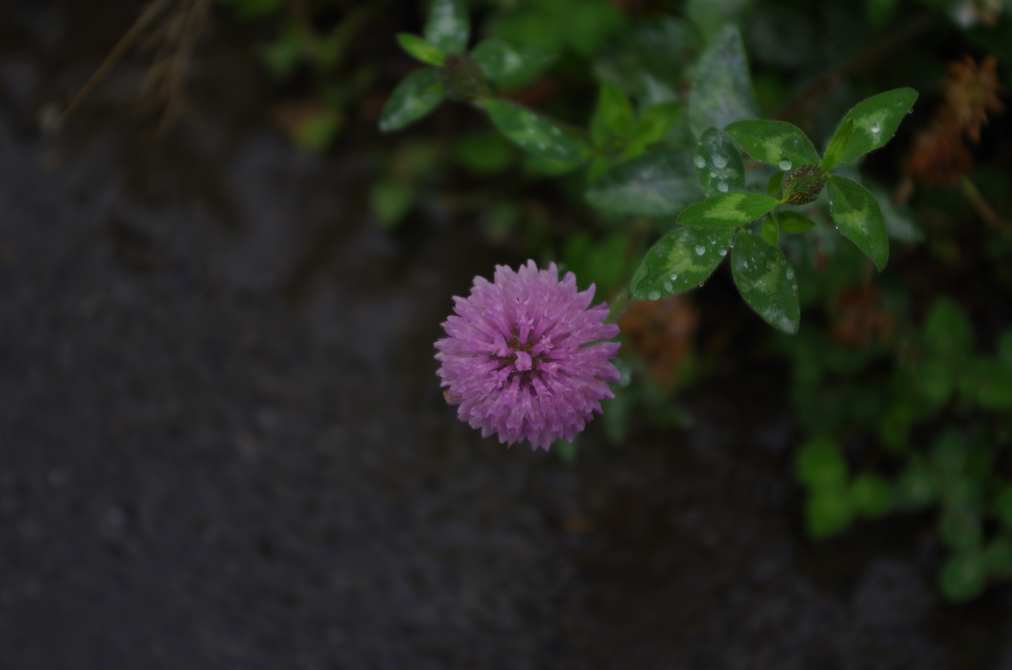 Pentax K-30 sample photo. Love is a roadside flower. photography
