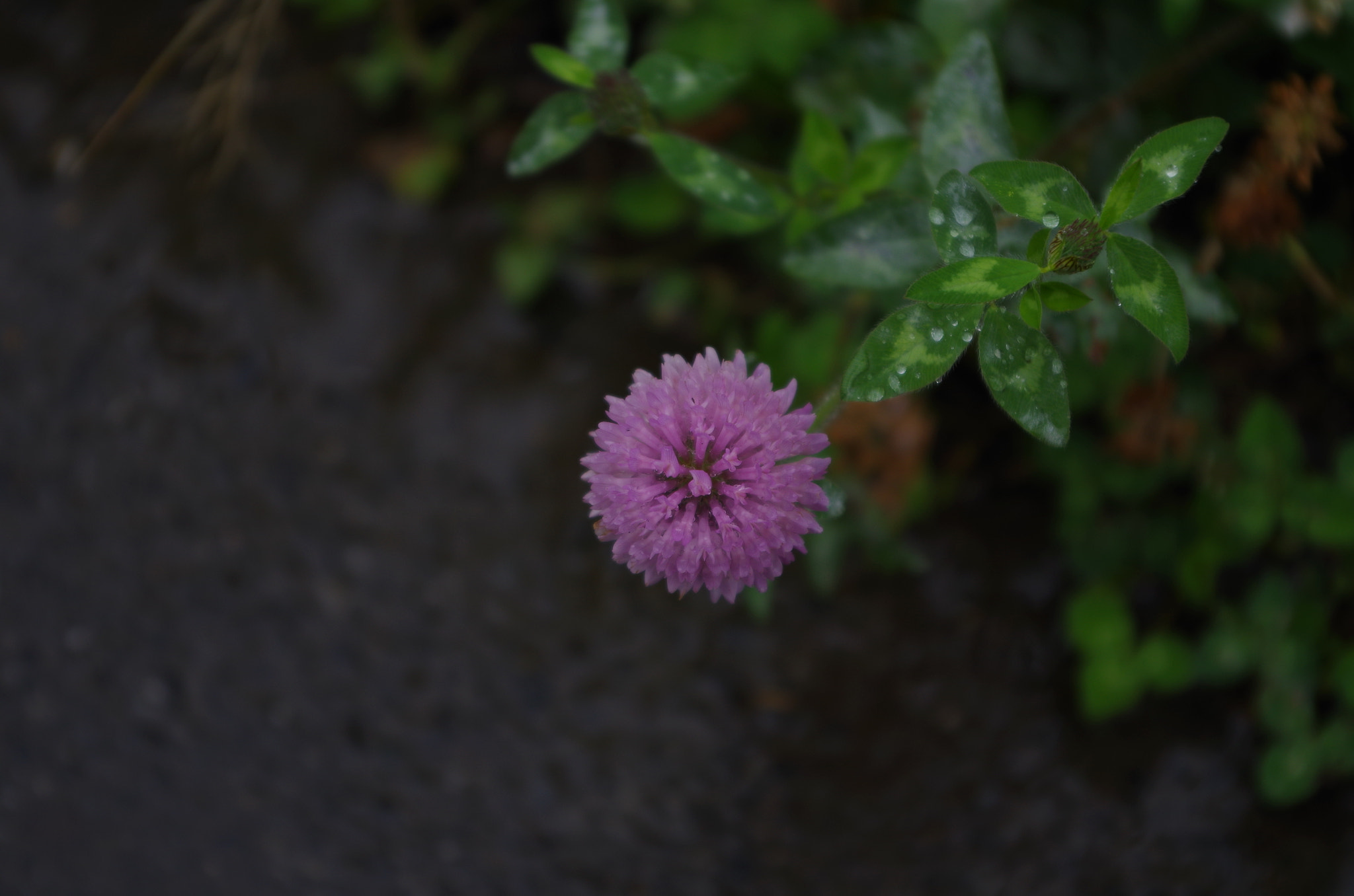 smc PENTAX-DA L 18-55mm F3.5-5.6 sample photo. Love is a roadside flower. photography