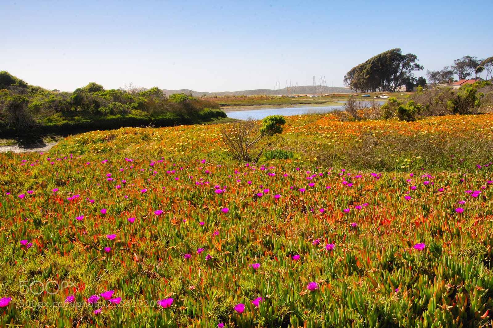 Nikon D7200 sample photo. Ice plants in bloom photography