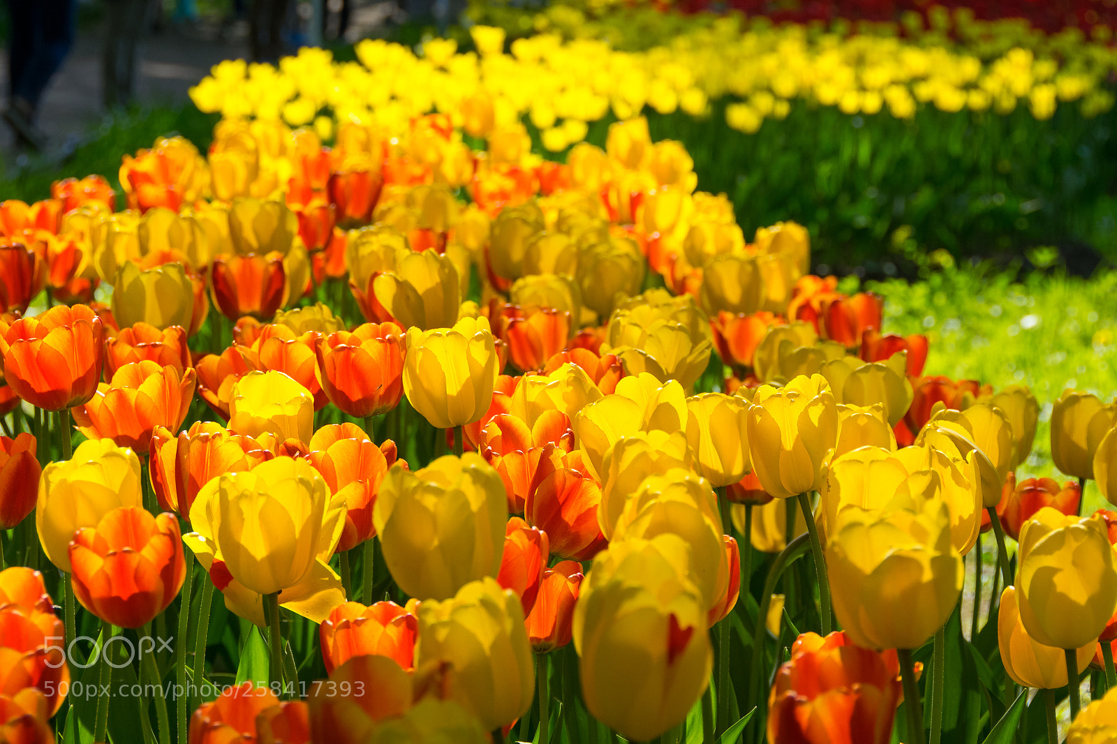 Nikon D3300 sample photo. Tulip river photography