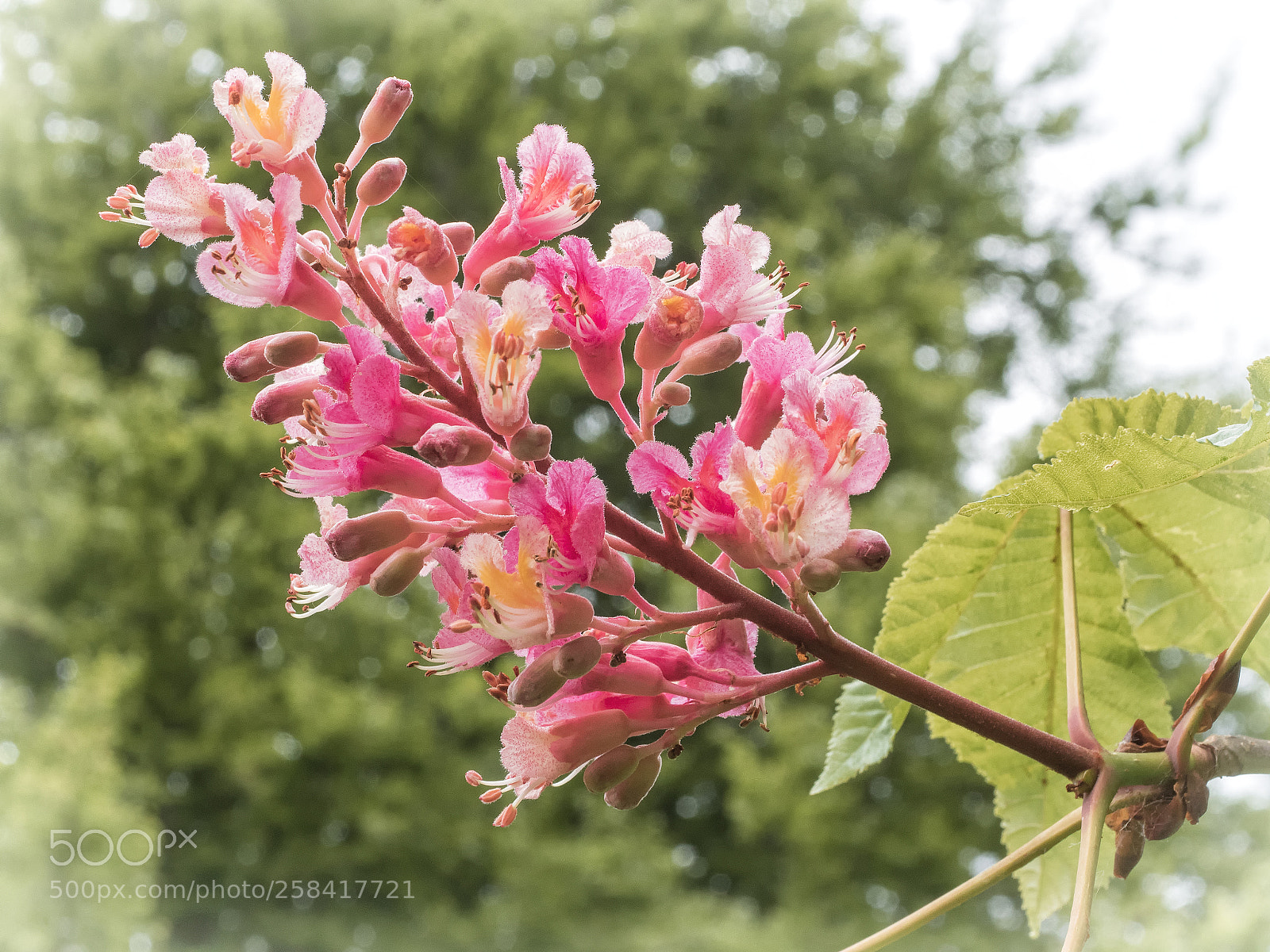 Olympus OM-D E-M5 II sample photo. Spring is sprung photography