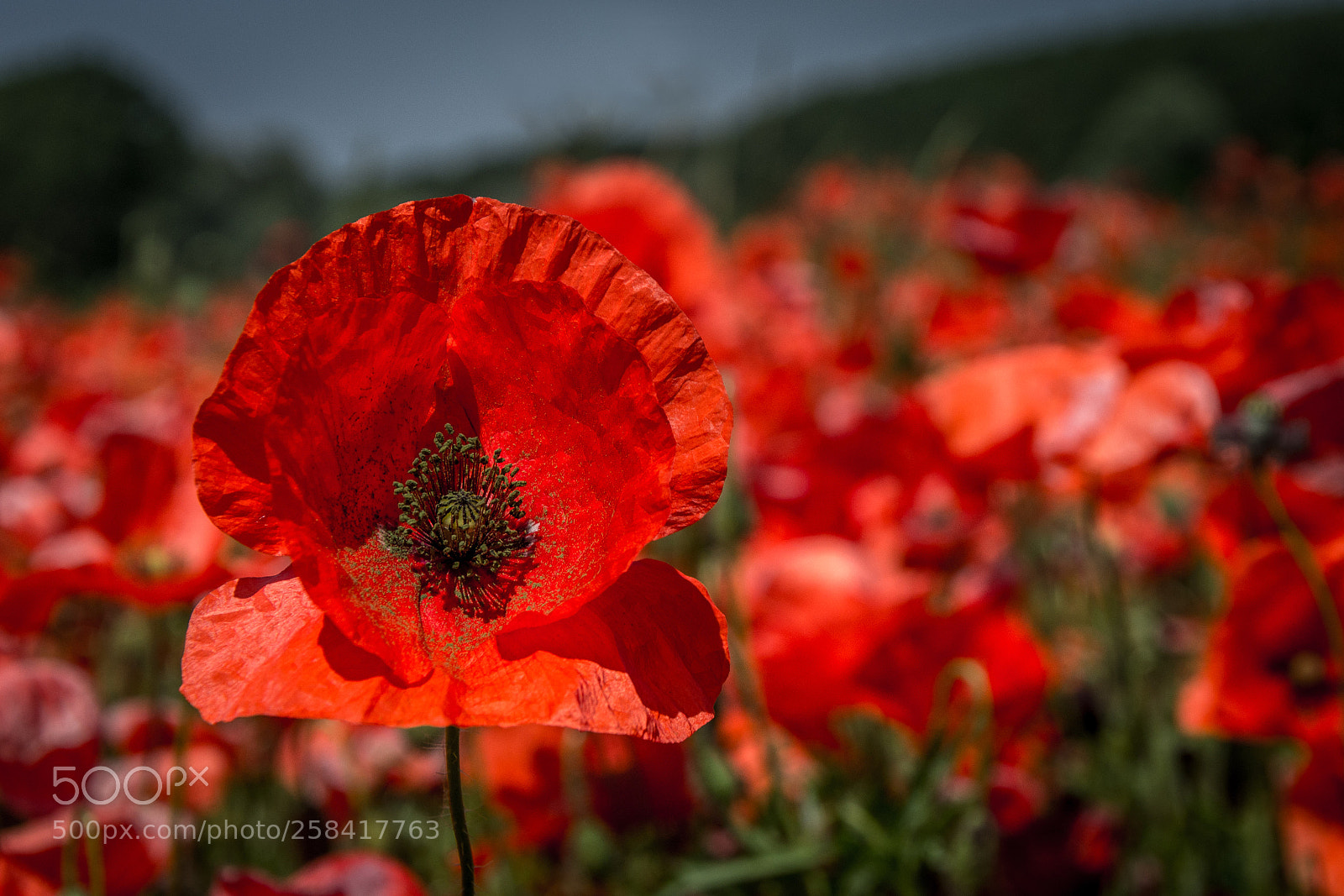 Nikon D7200 sample photo. Parma photography