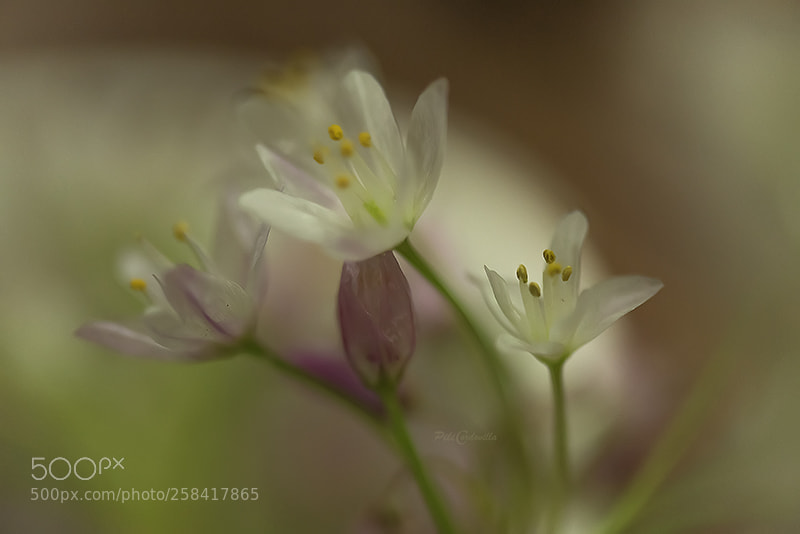 Nikon D750 sample photo. Luz y color photography