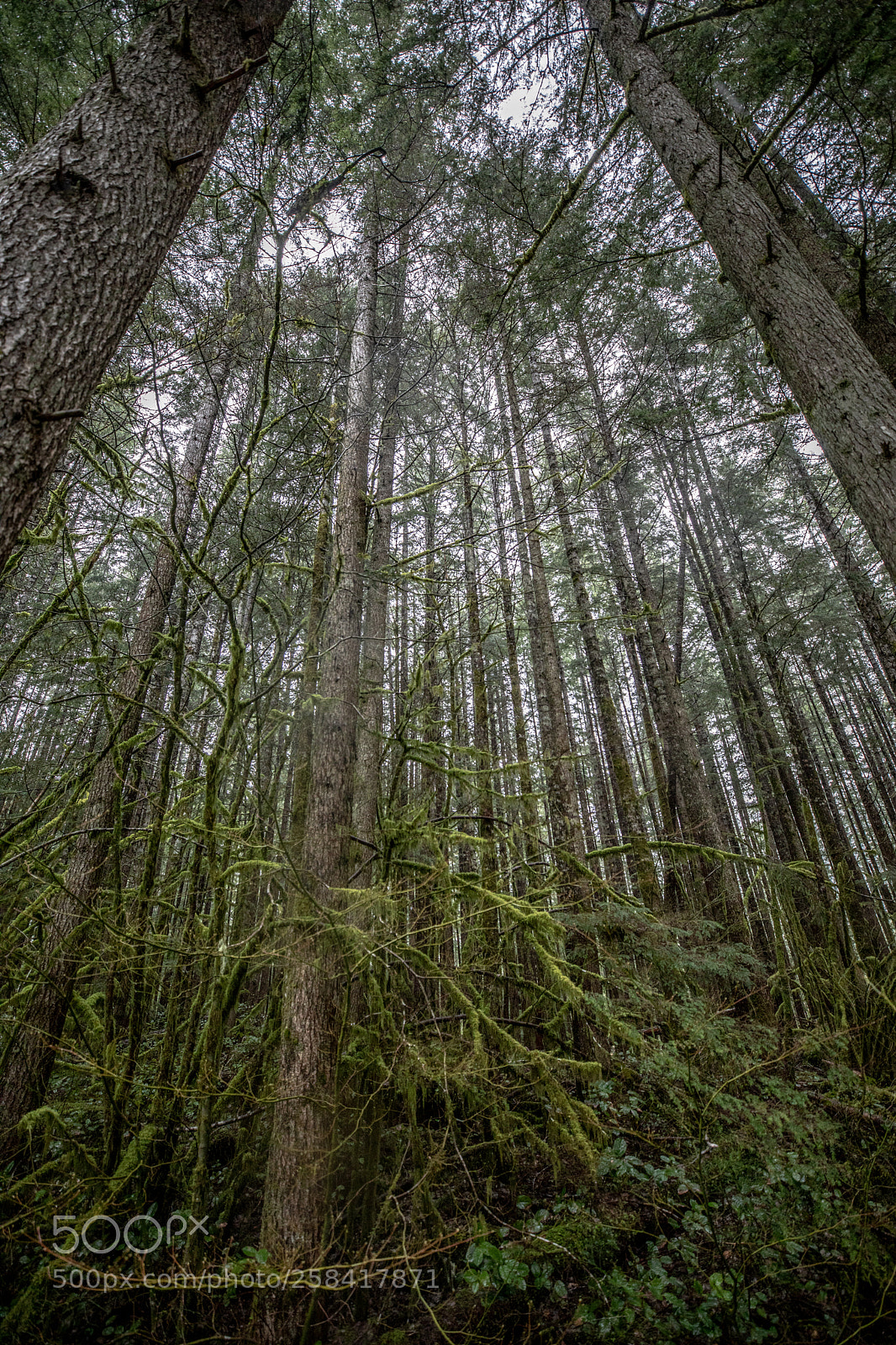 Canon EOS 5D Mark IV sample photo. La push & rialto photography