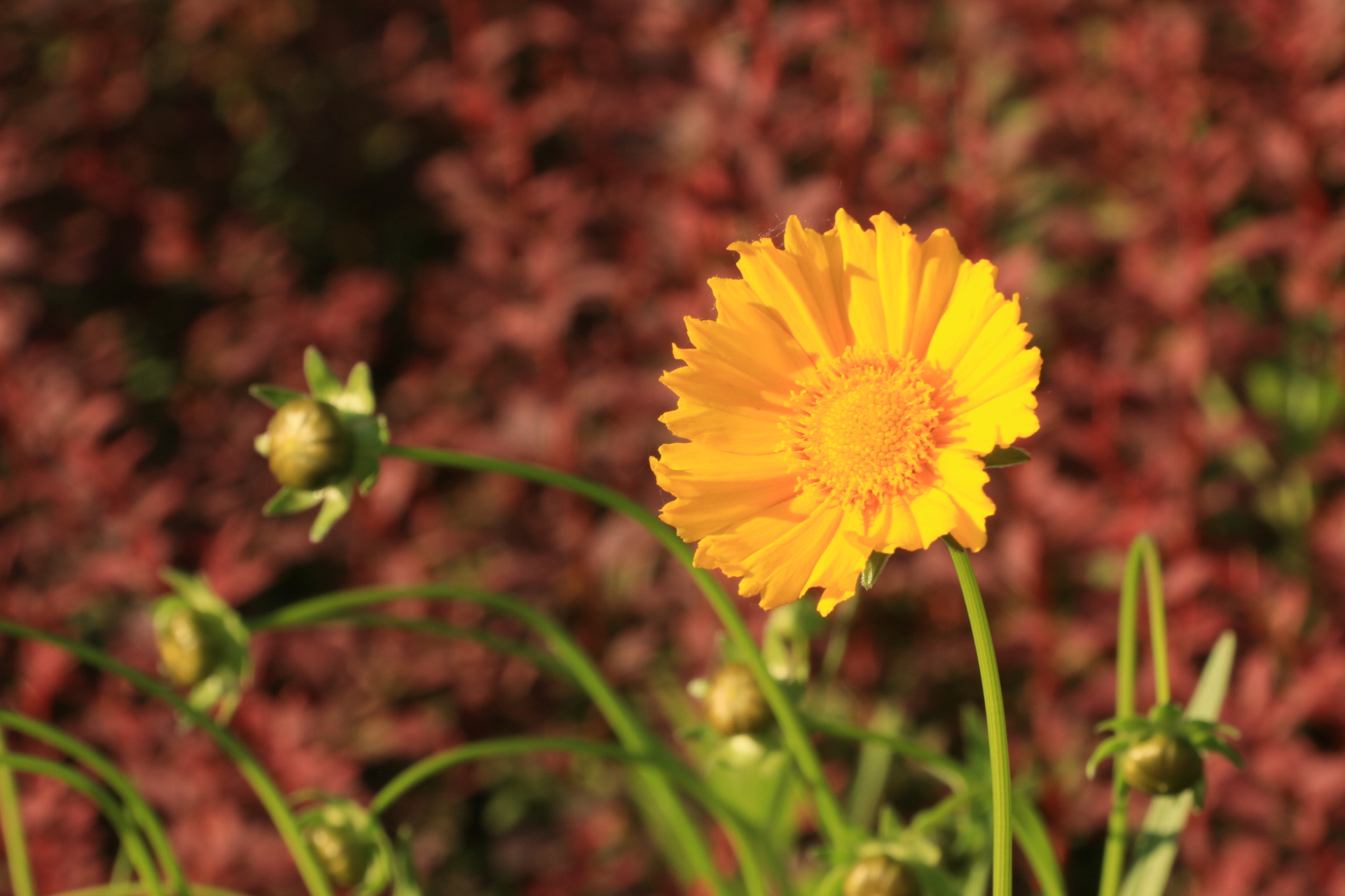 Canon EF-S 18-200mm F3.5-5.6 IS sample photo