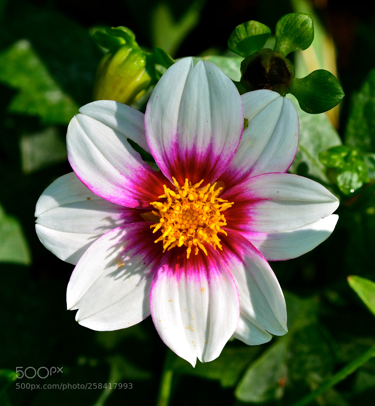 Nikon D600 sample photo. Sunny bloom photography
