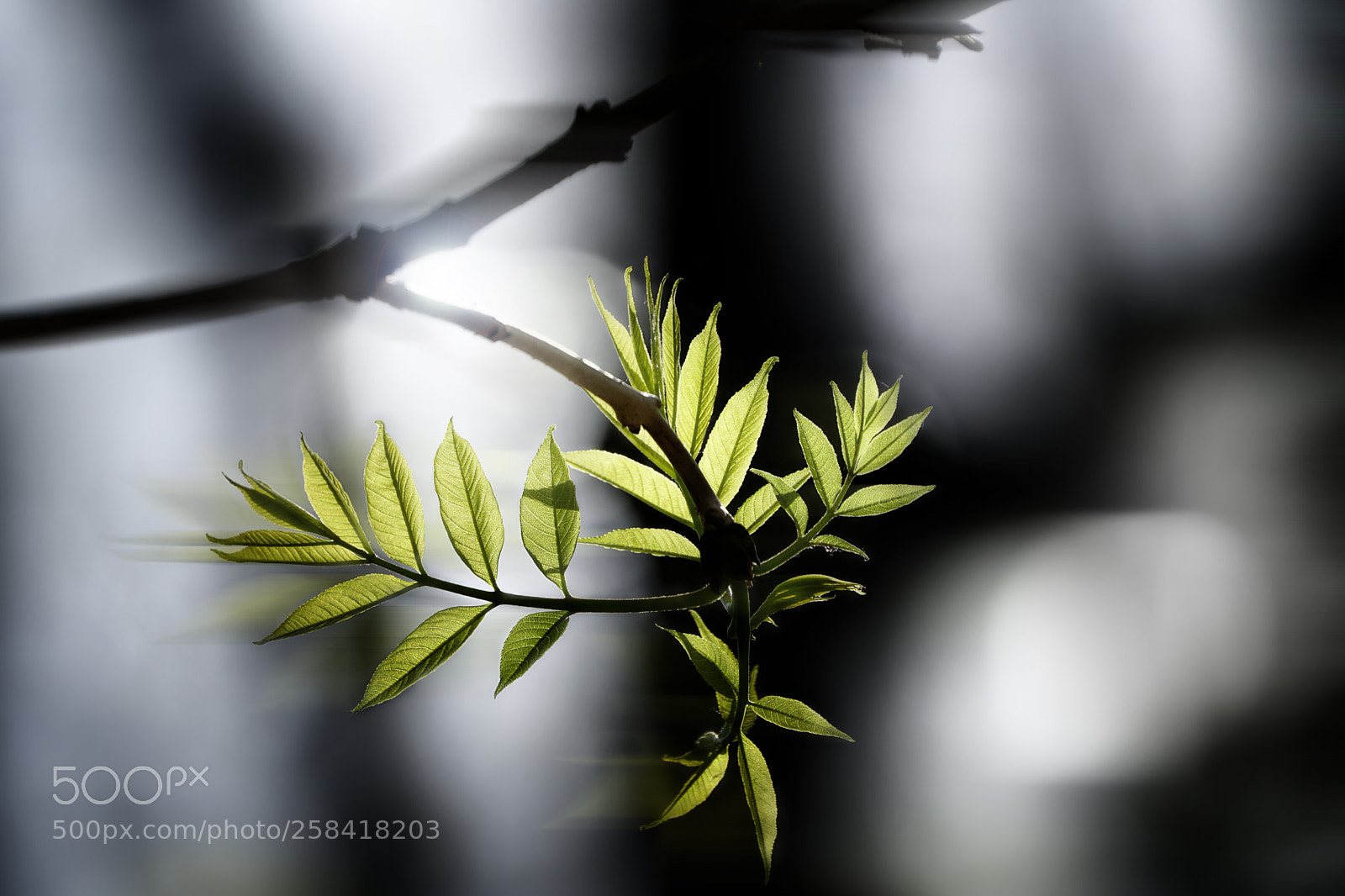 Sony a6300 sample photo. Leaves photography