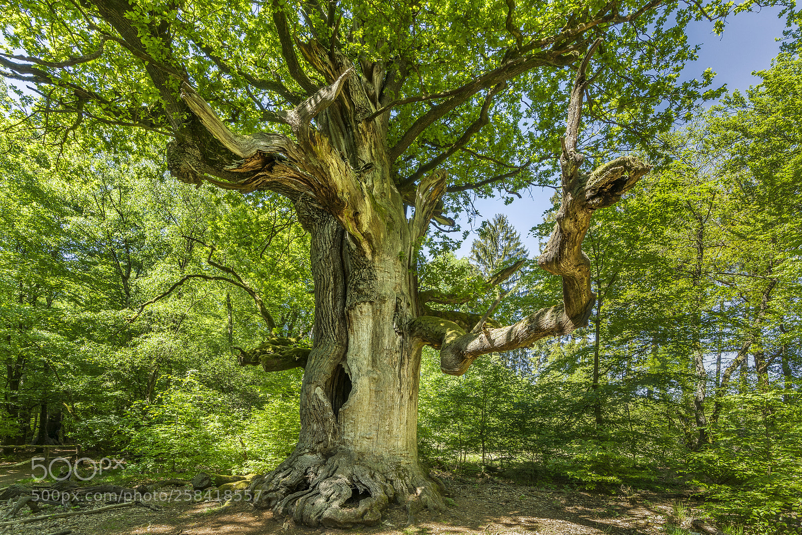 Sony a7R II sample photo. Saba forest photography