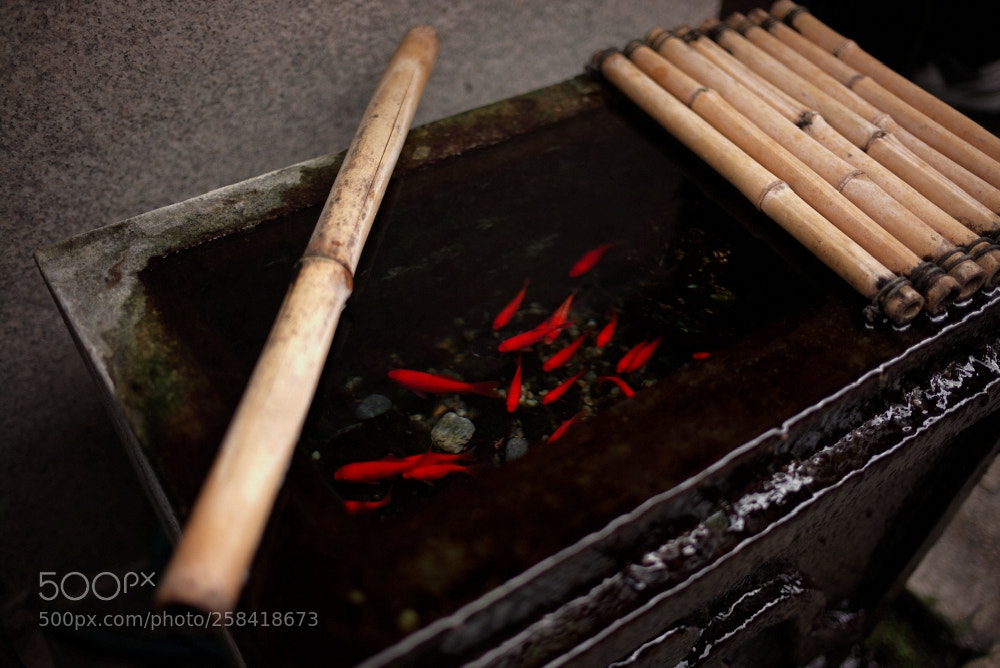 Leica M (Typ 240) sample photo. Goldfish photography
