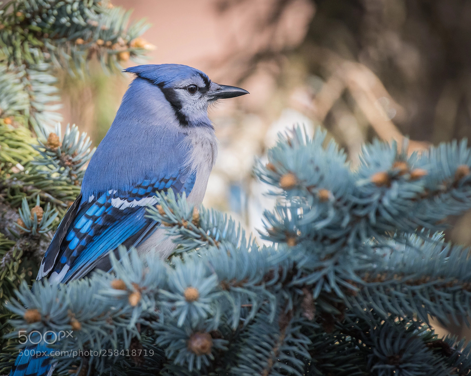 Nikon D810 sample photo. New neighbour photography