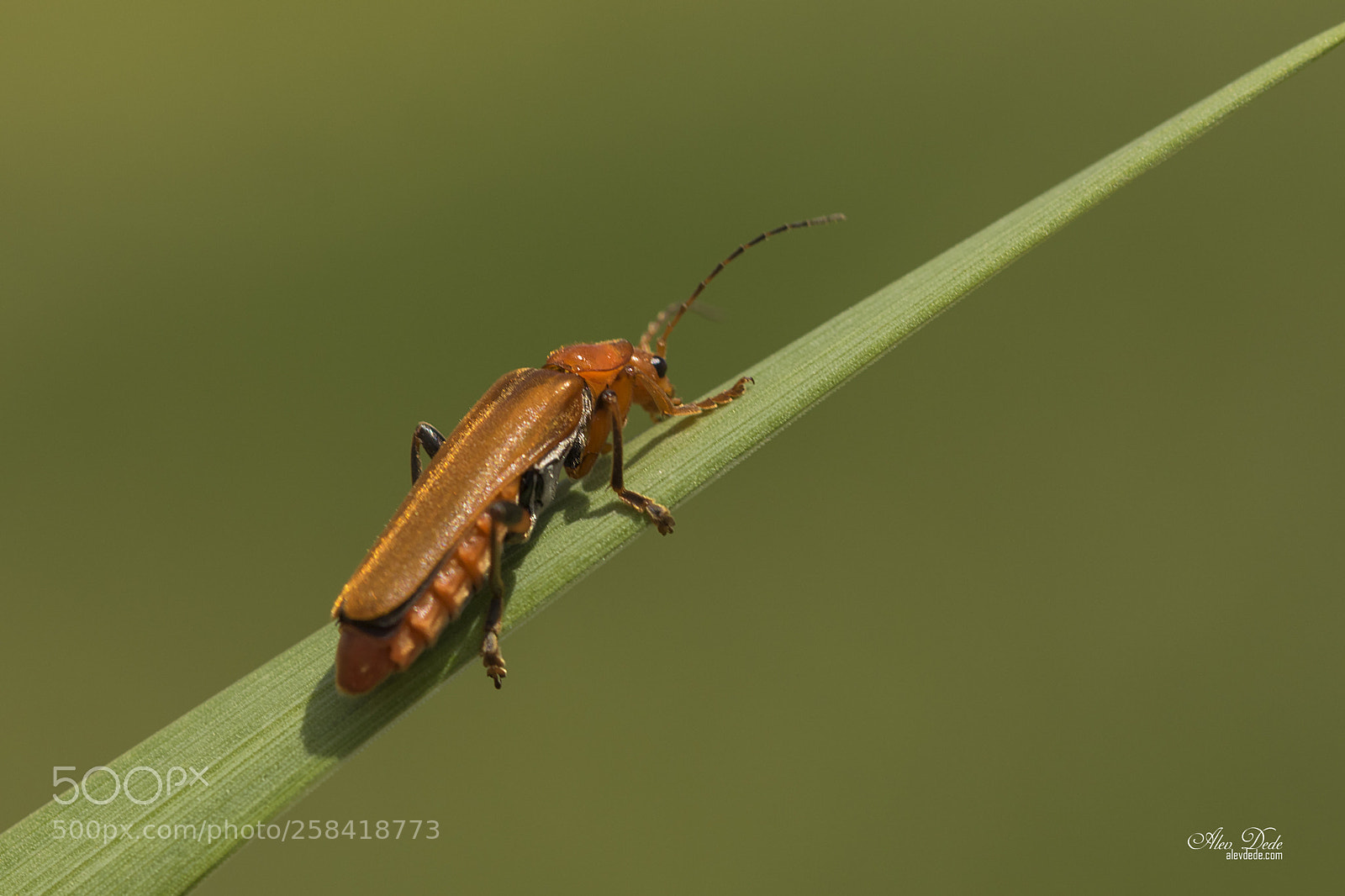 Canon EOS 7D Mark II sample photo. Insect photography