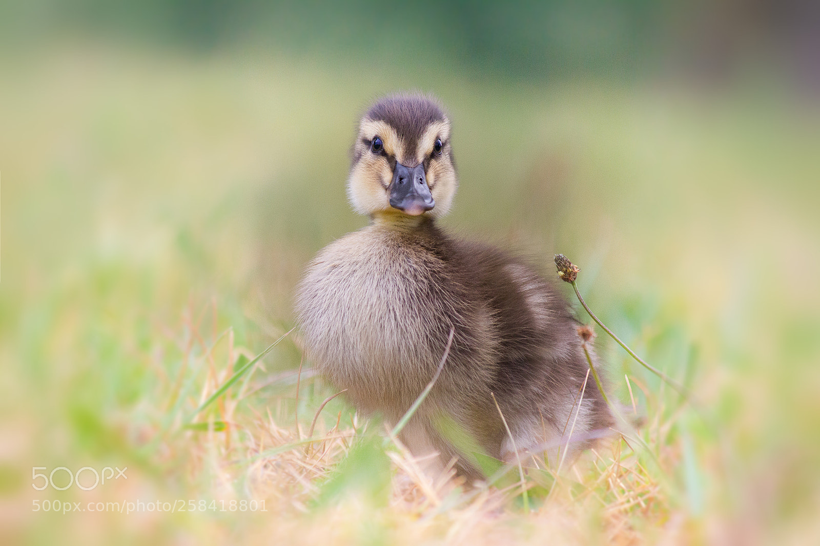 Canon EOS 550D (EOS Rebel T2i / EOS Kiss X4) sample photo. Baby duck photography