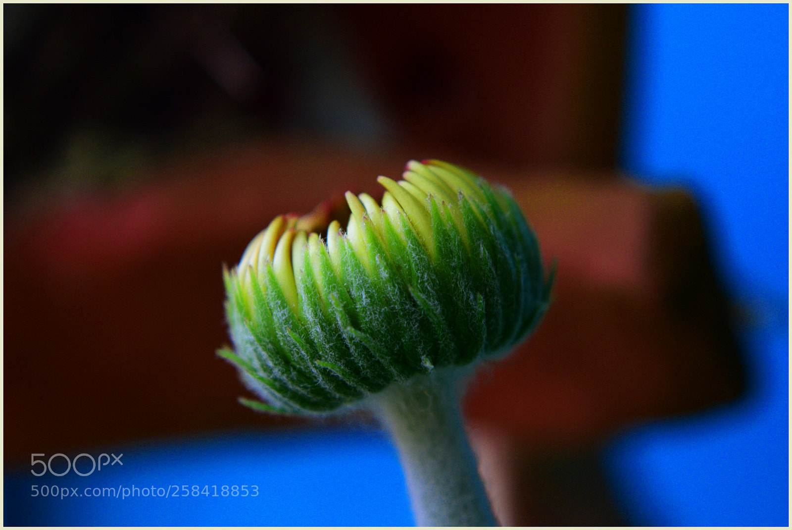 Nikon D5300 sample photo. "bonjuxuxu ;-)" photography