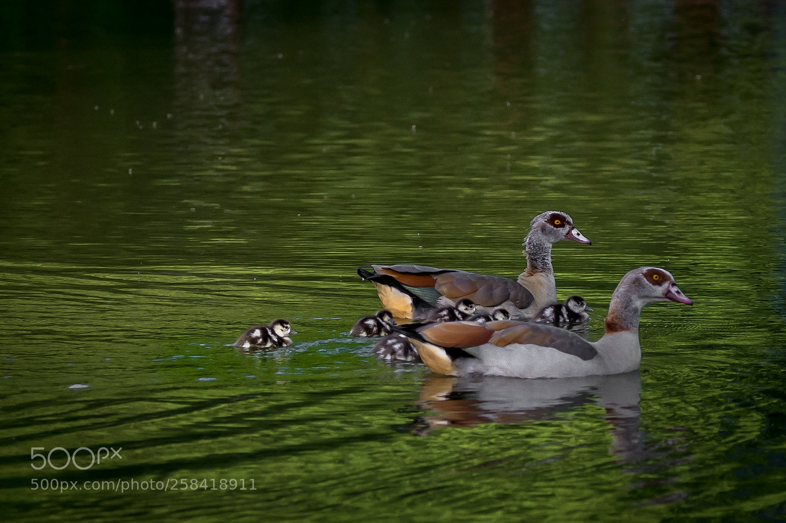 Nikon D7200 sample photo. Alopochen aegyptiaca photography