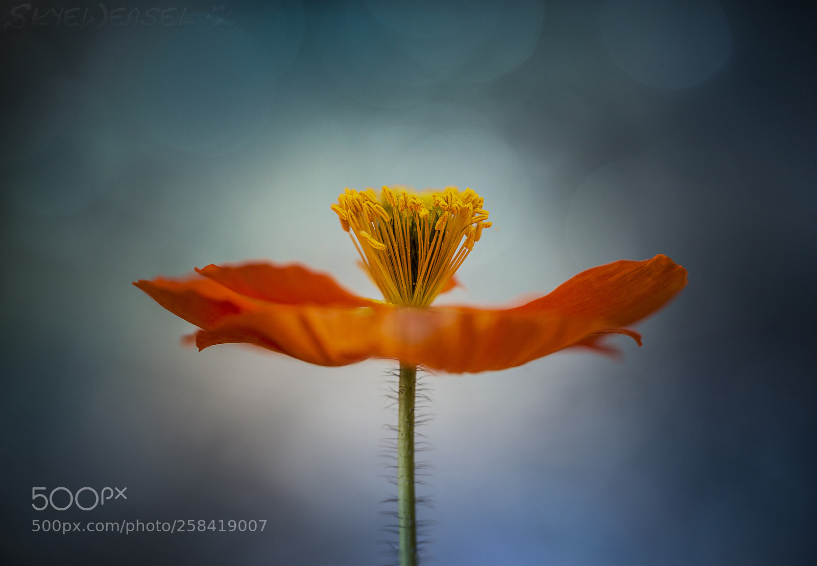 Canon EOS 6D sample photo. Poppy power photography