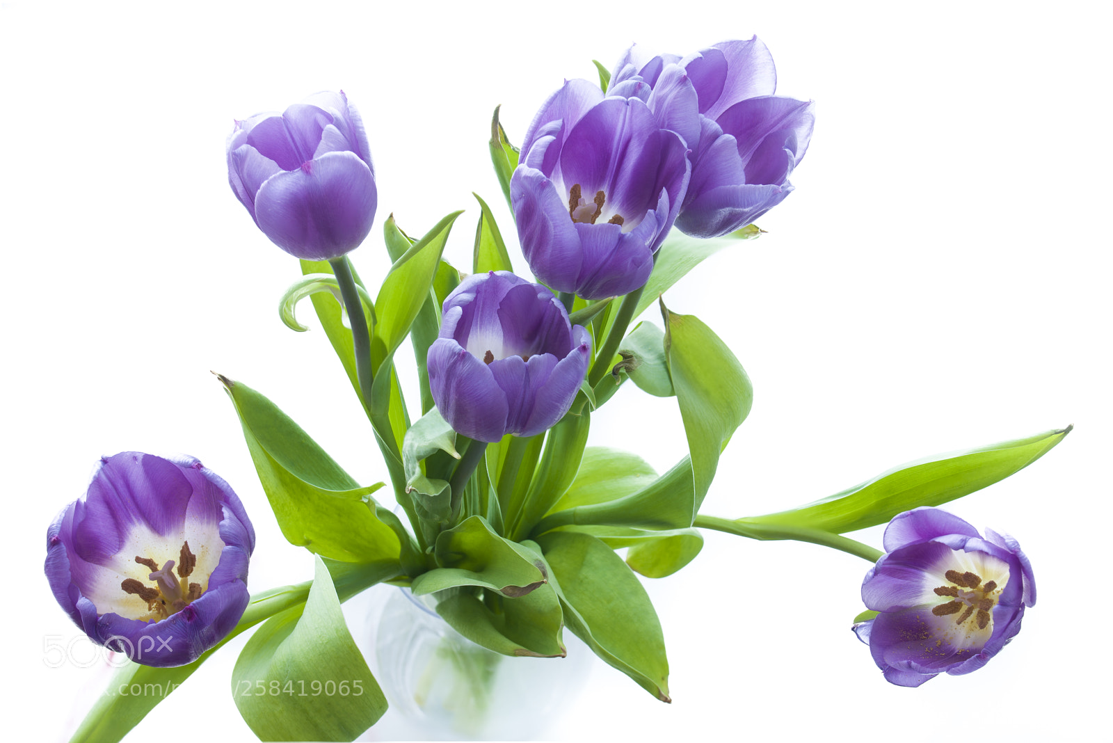 Canon EOS 5D Mark II sample photo. Still life with tulips photography