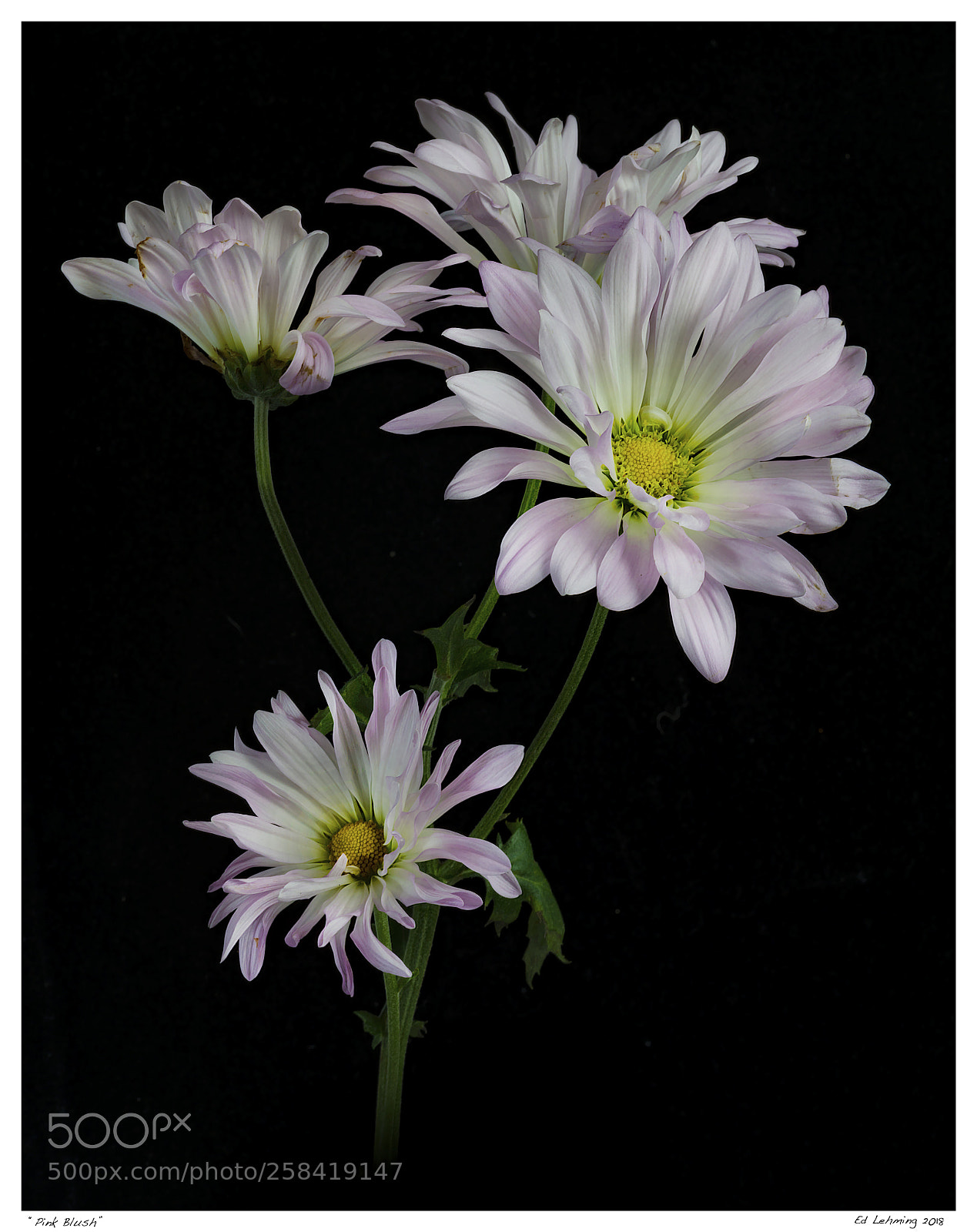 Nikon D800 sample photo. Pink blush photography