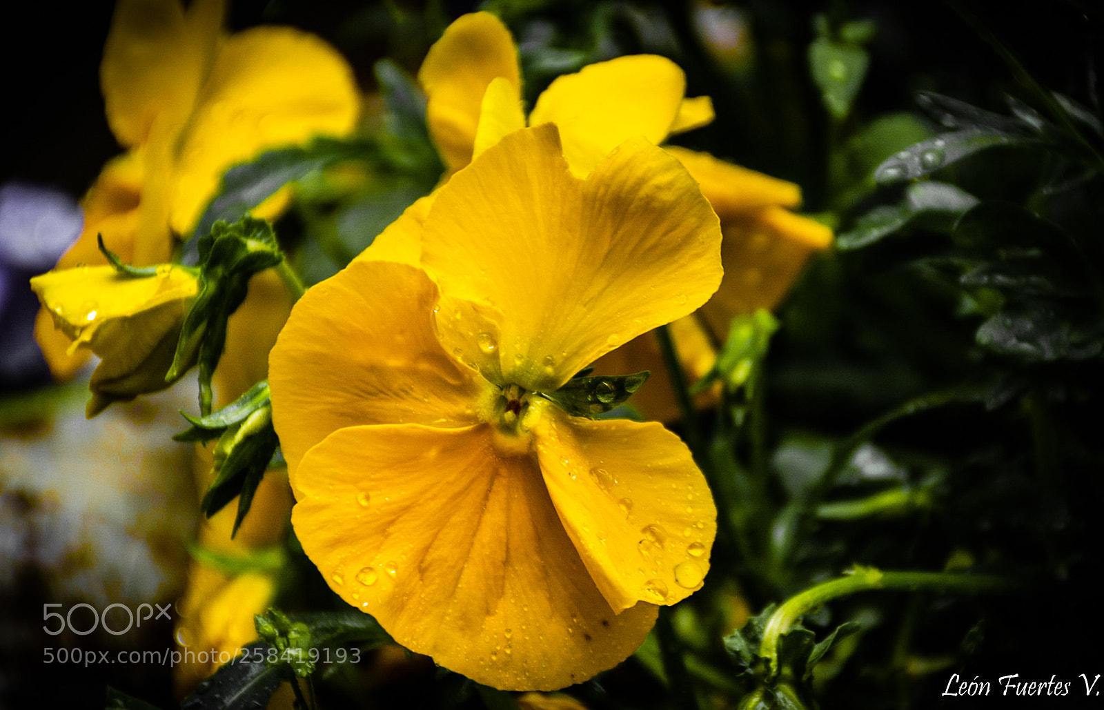 Nikon D7500 sample photo. Dsc photography