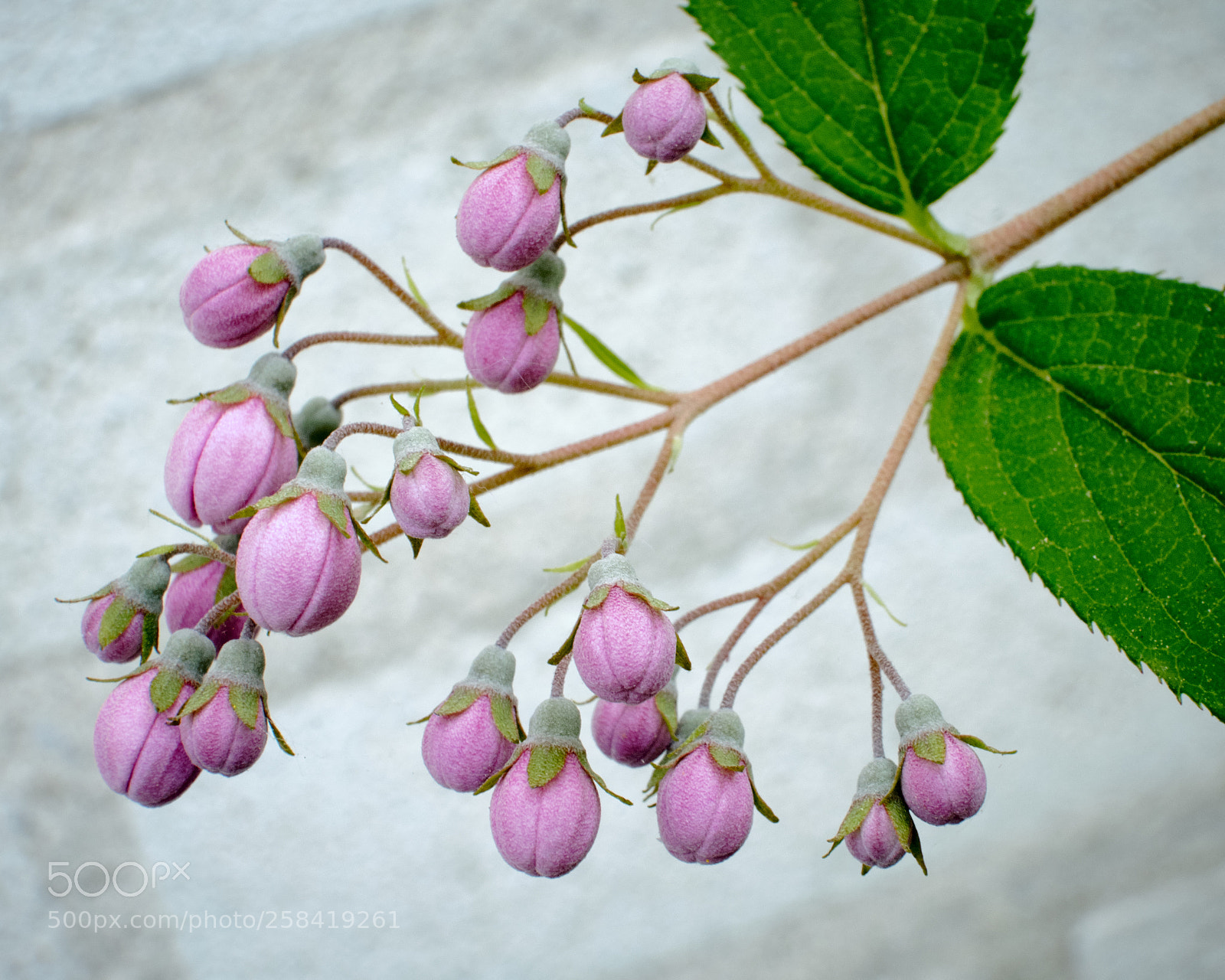 Fujifilm X-T2 sample photo. About to become flowers photography