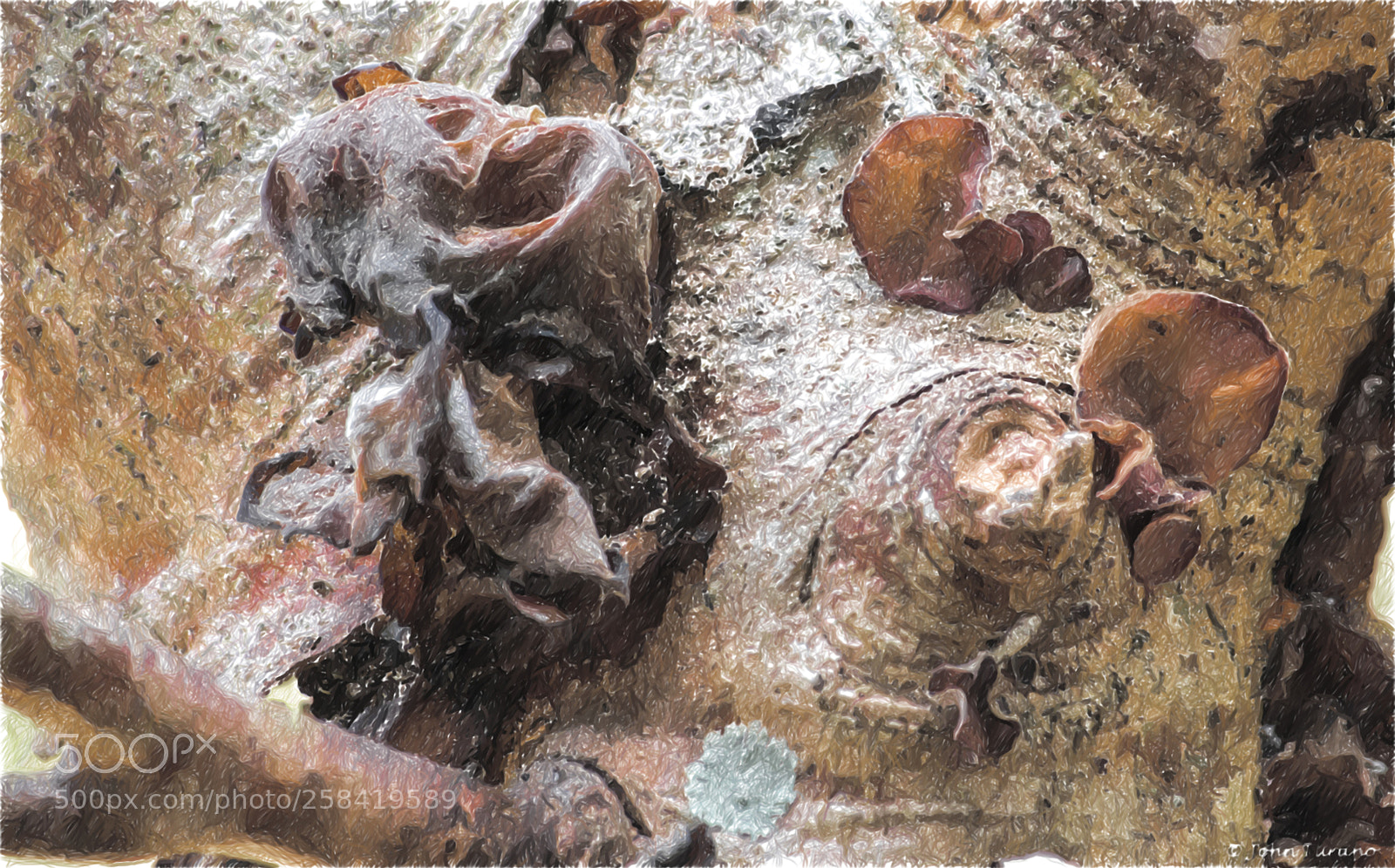 Nikon D5600 sample photo. Fungus redux photography