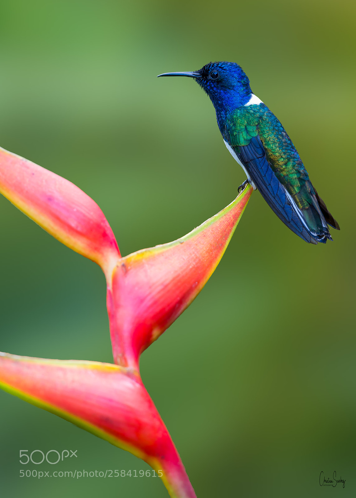Nikon D4 sample photo. White-necked jacobin photography