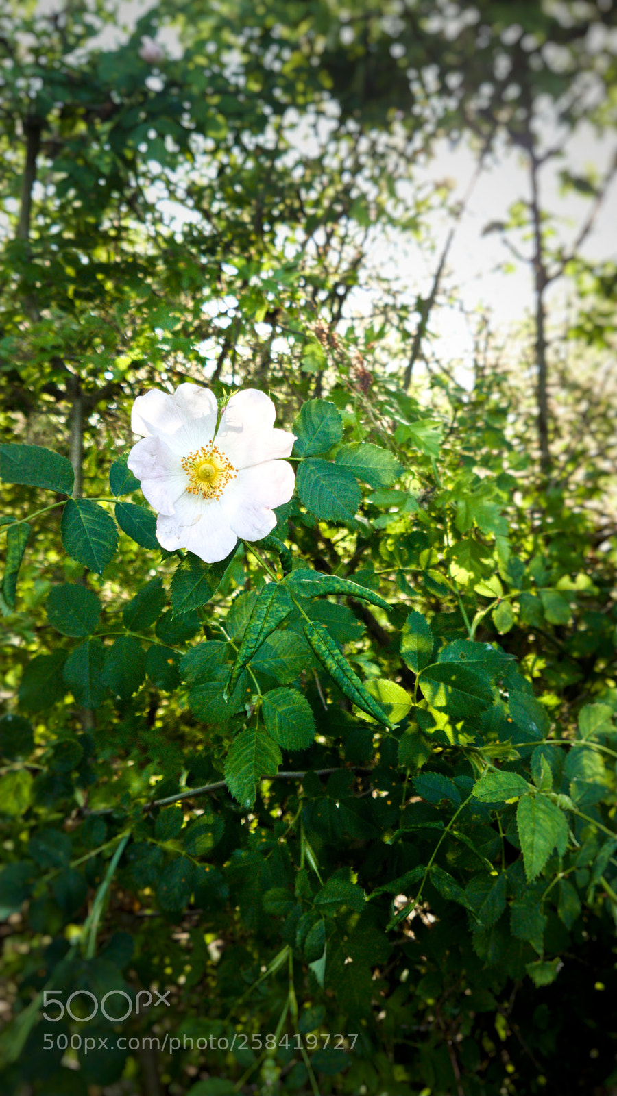 Samsung Galaxy S7 Edge sample photo. Hagebutte photography