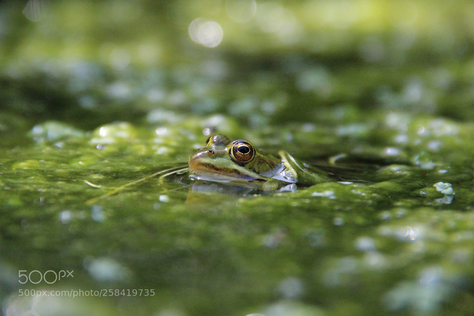 Canon EOS 600D (Rebel EOS T3i / EOS Kiss X5) sample photo. Grenouille photography