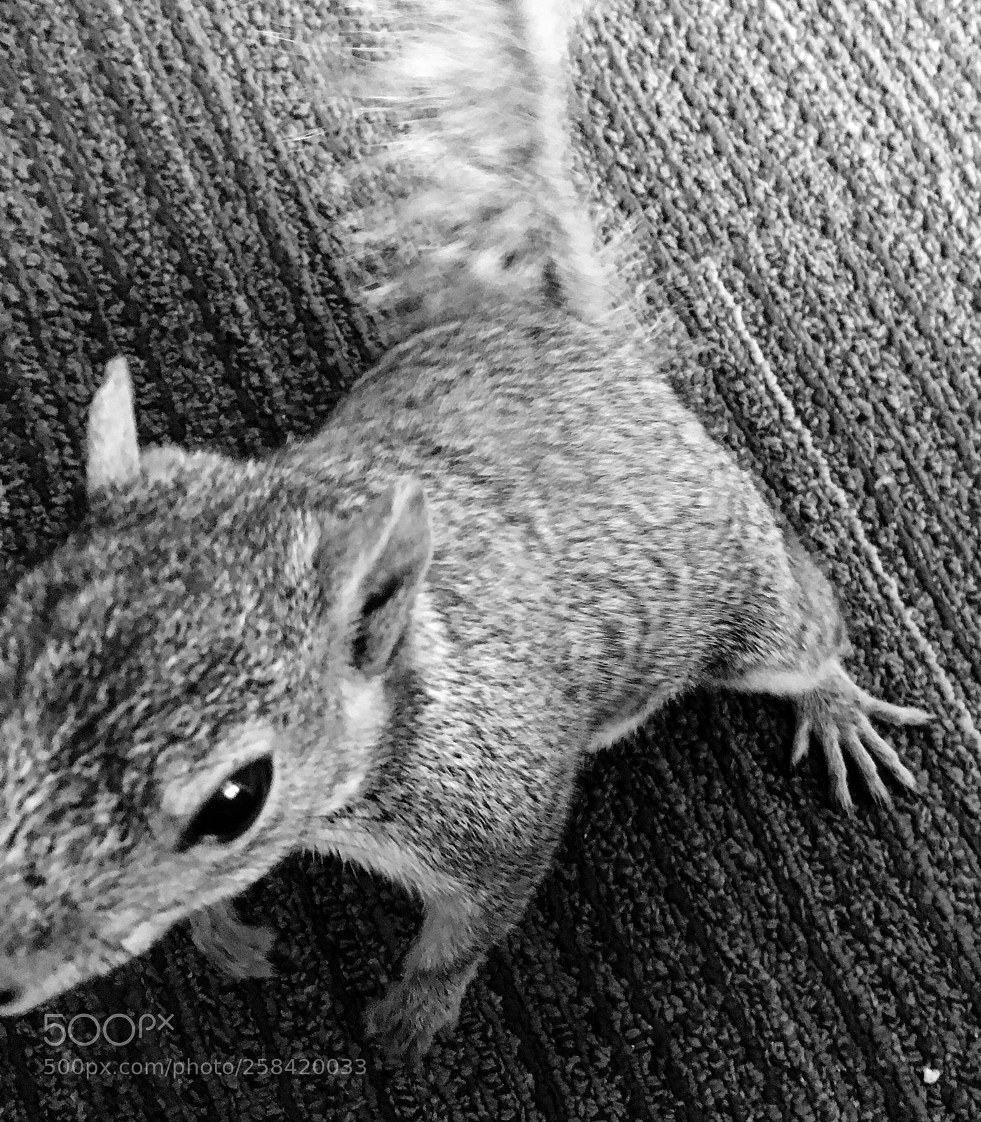 Apple iPhone 6s sample photo. Fox squirrel indoors  photography
