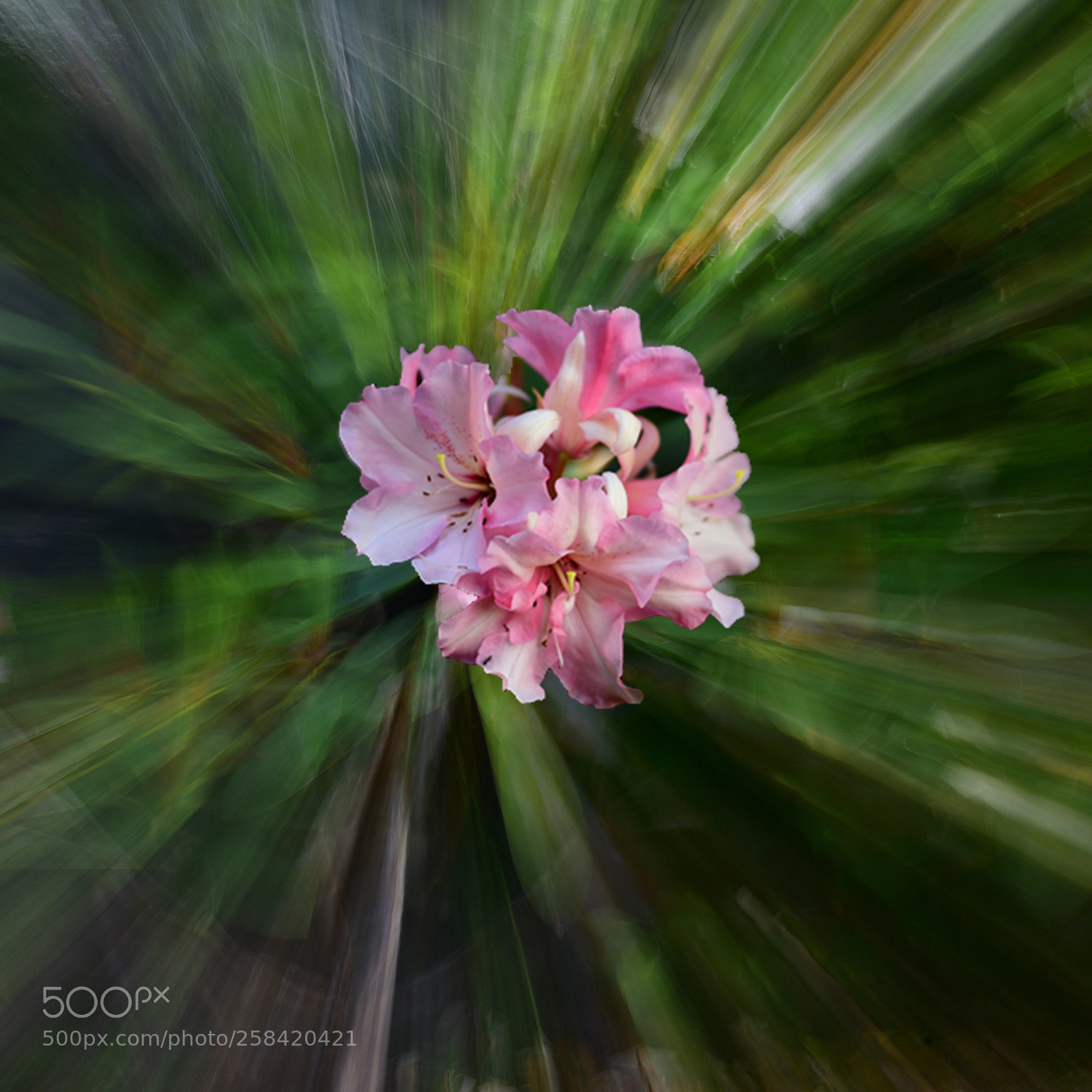 Nikon D810 sample photo. Bursting in the spring photography